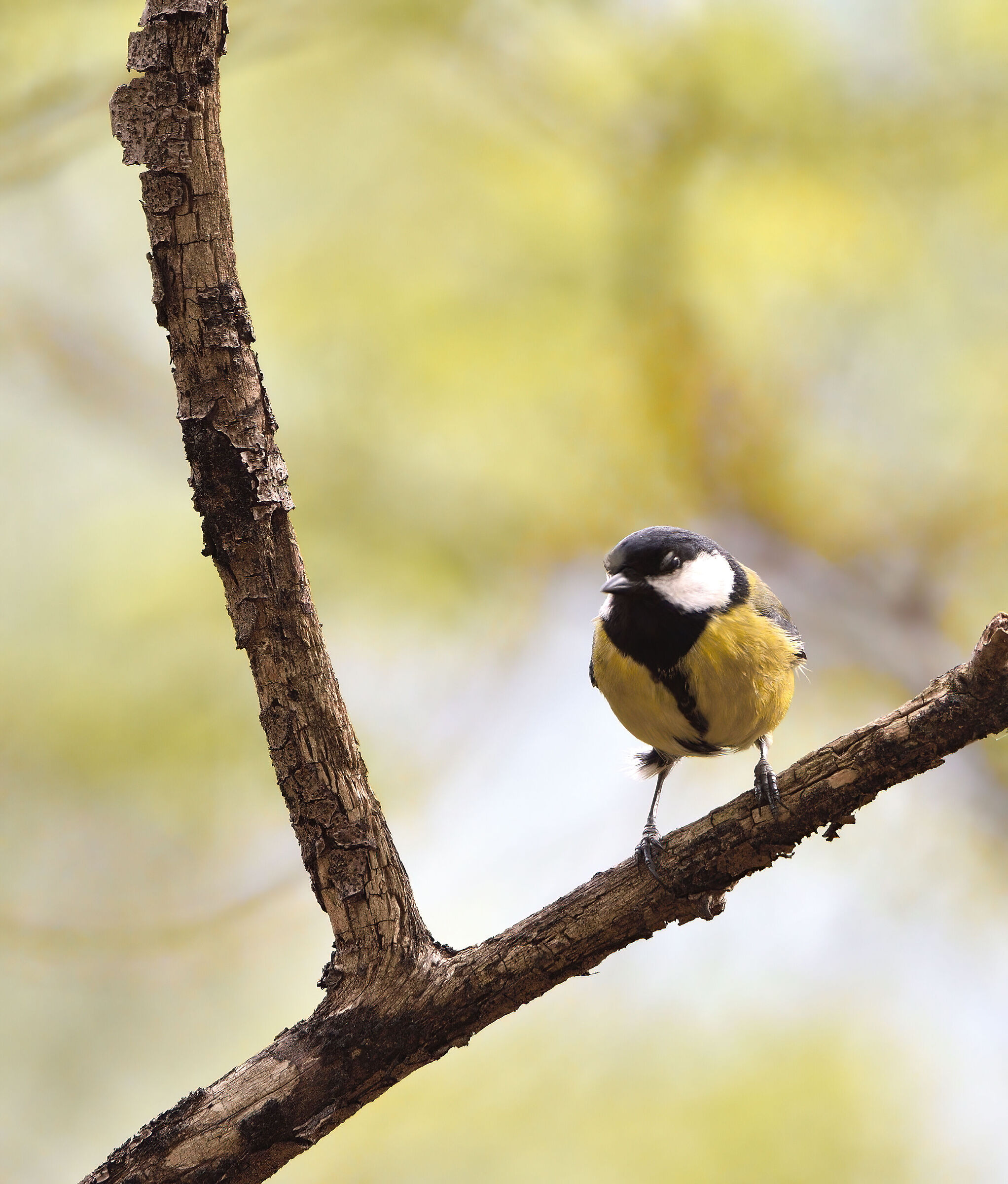 cinciallegra........ mica tanto