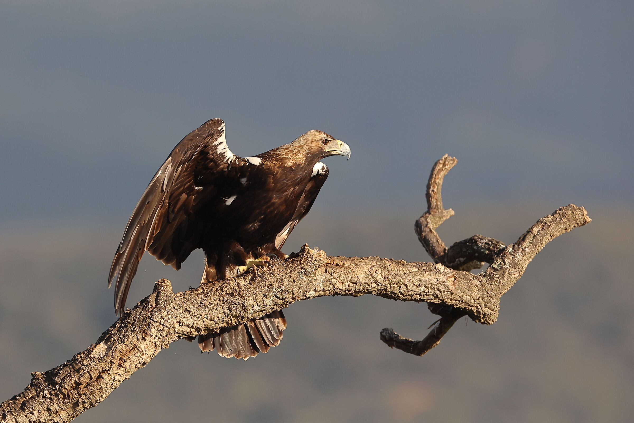 Aquila Imperiale maschio adulto