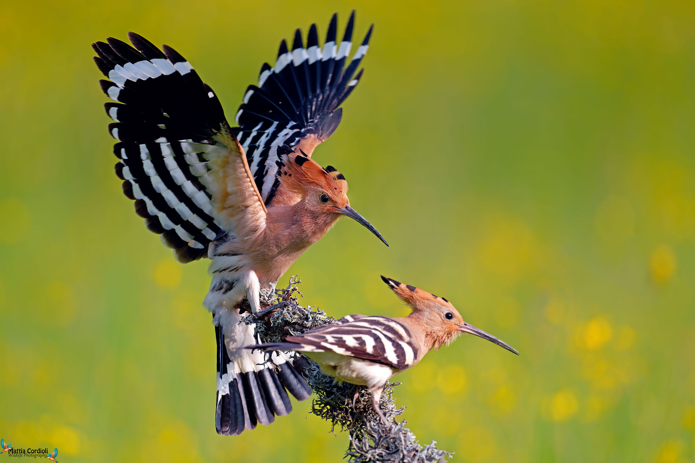 Hoopoe