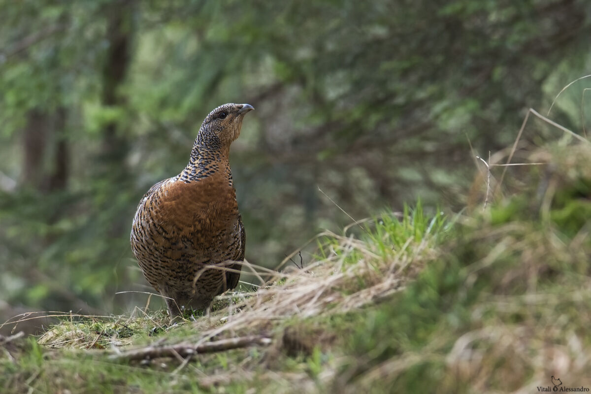 Female Capercaillie