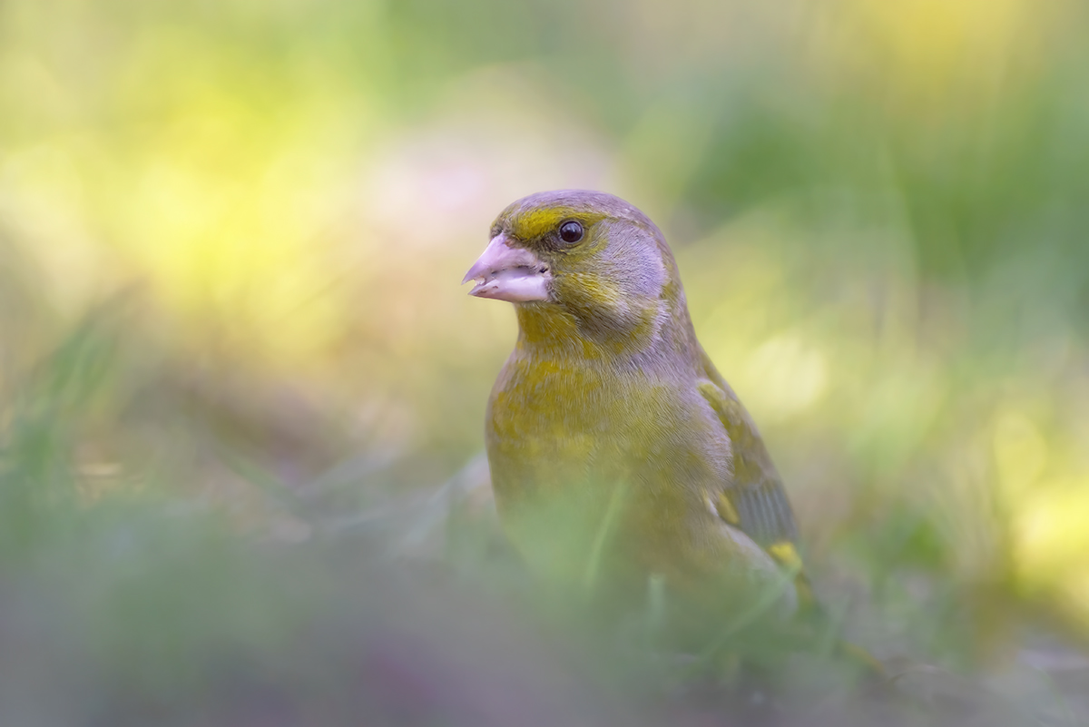 Greenfinch