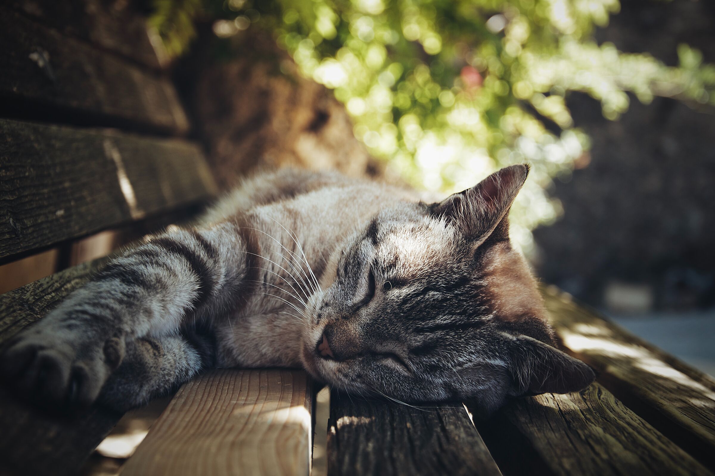 Sleeping cat