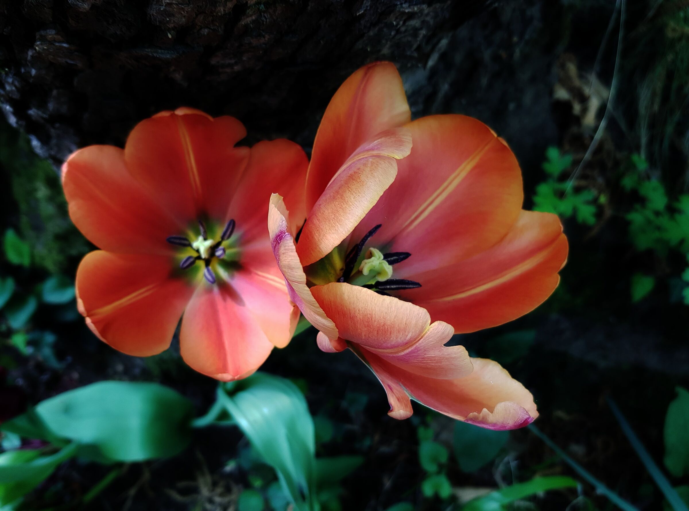 Tulipani