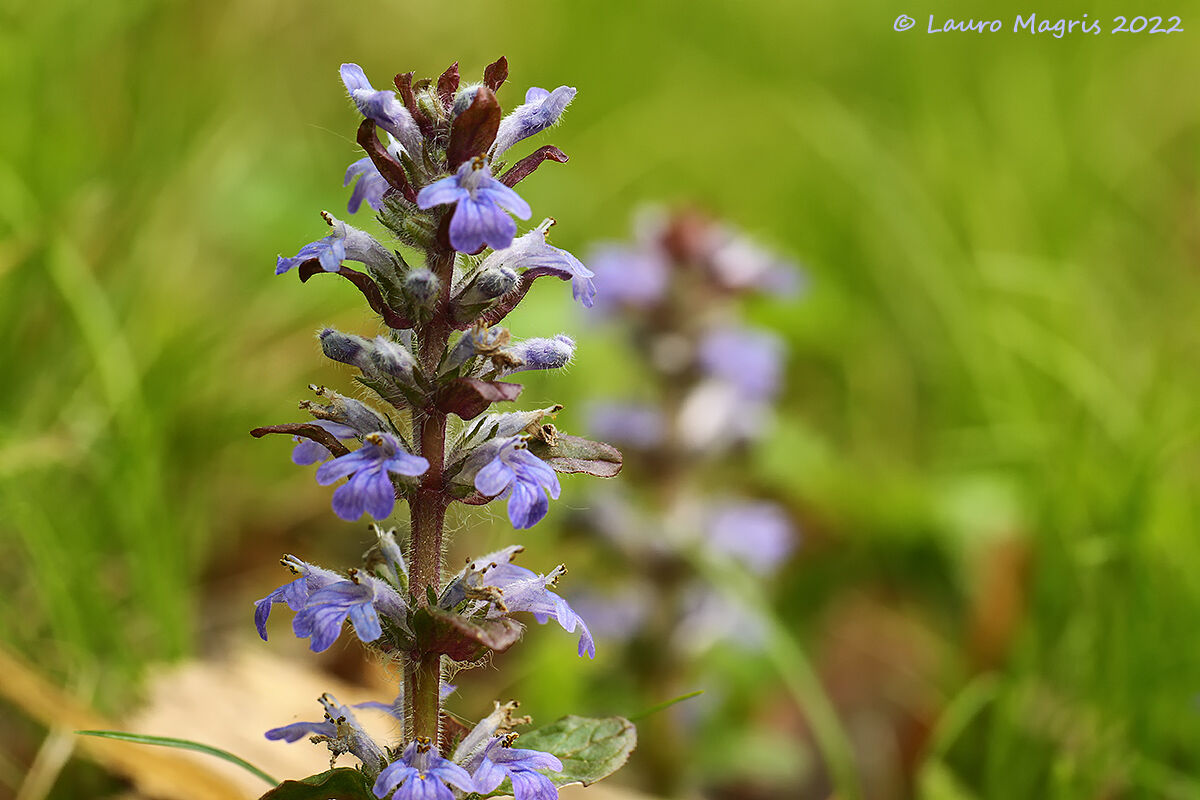Iva comune (Ajuga reptans)