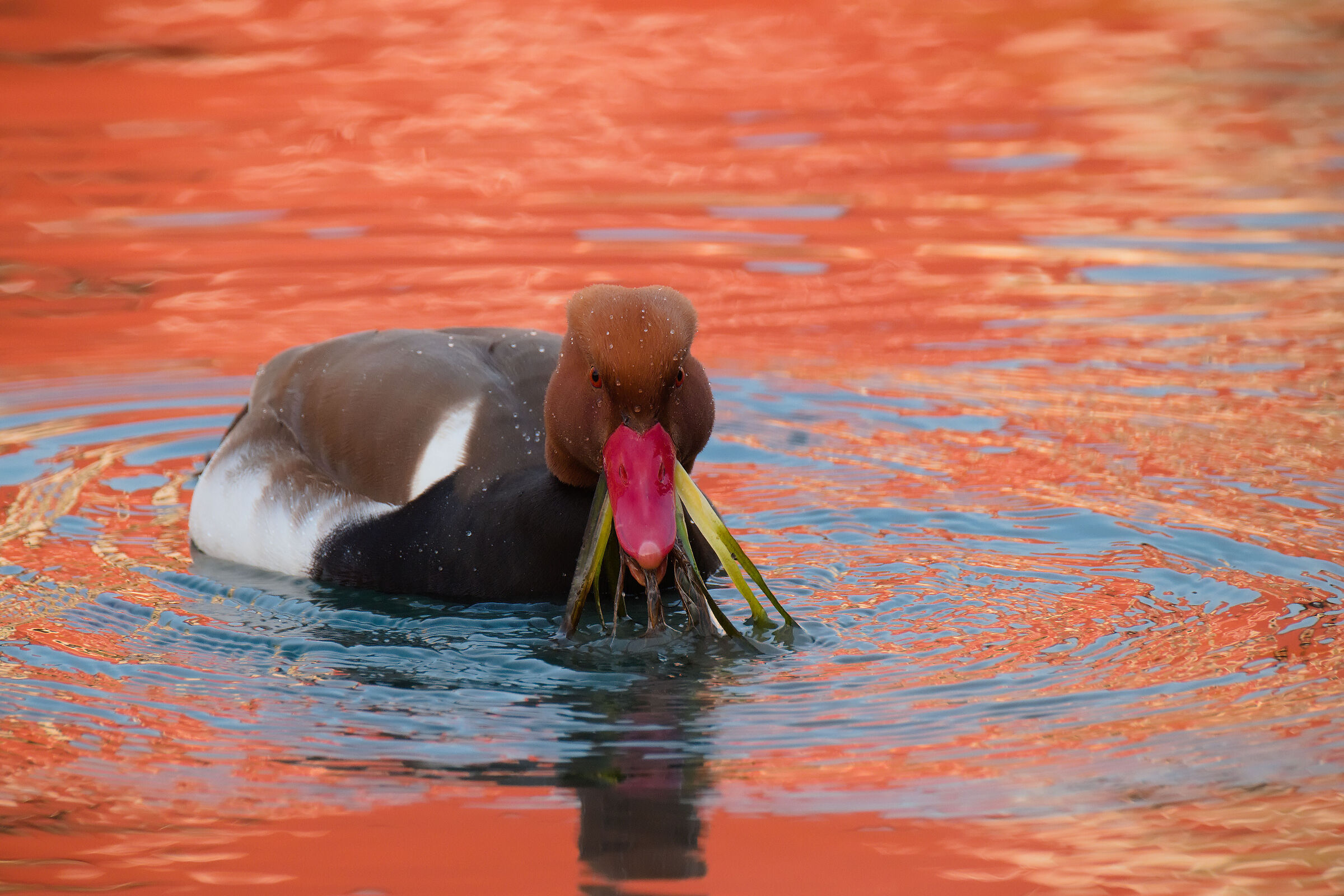 Red-crested pochard