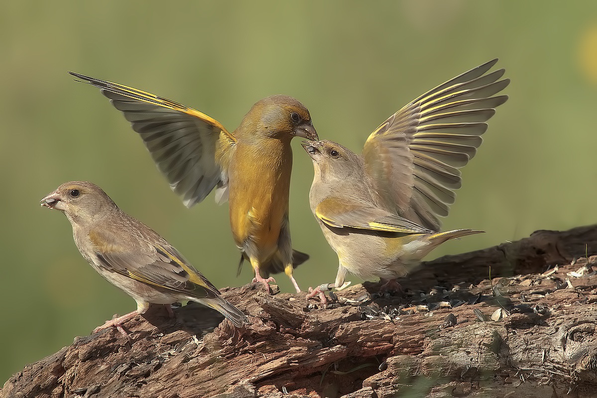 Between the two litigants .... the third eats ..!