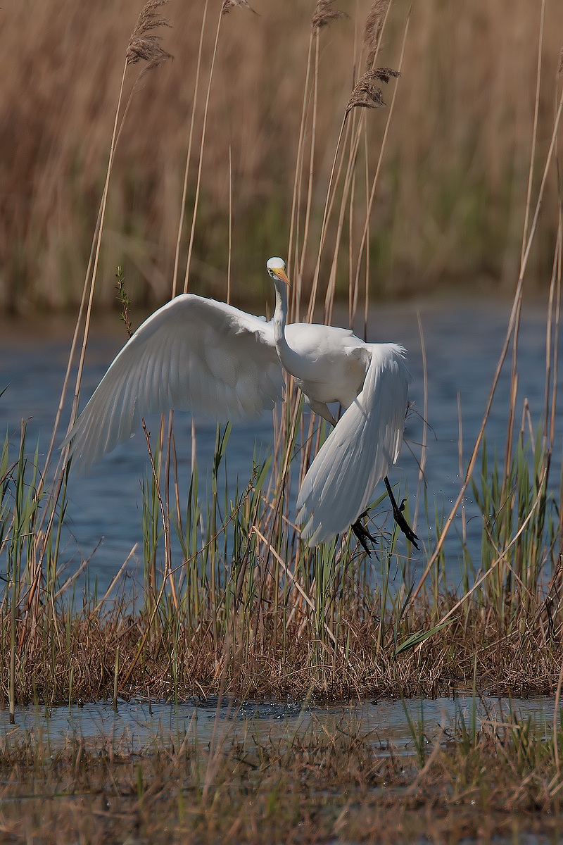 White Heron Major