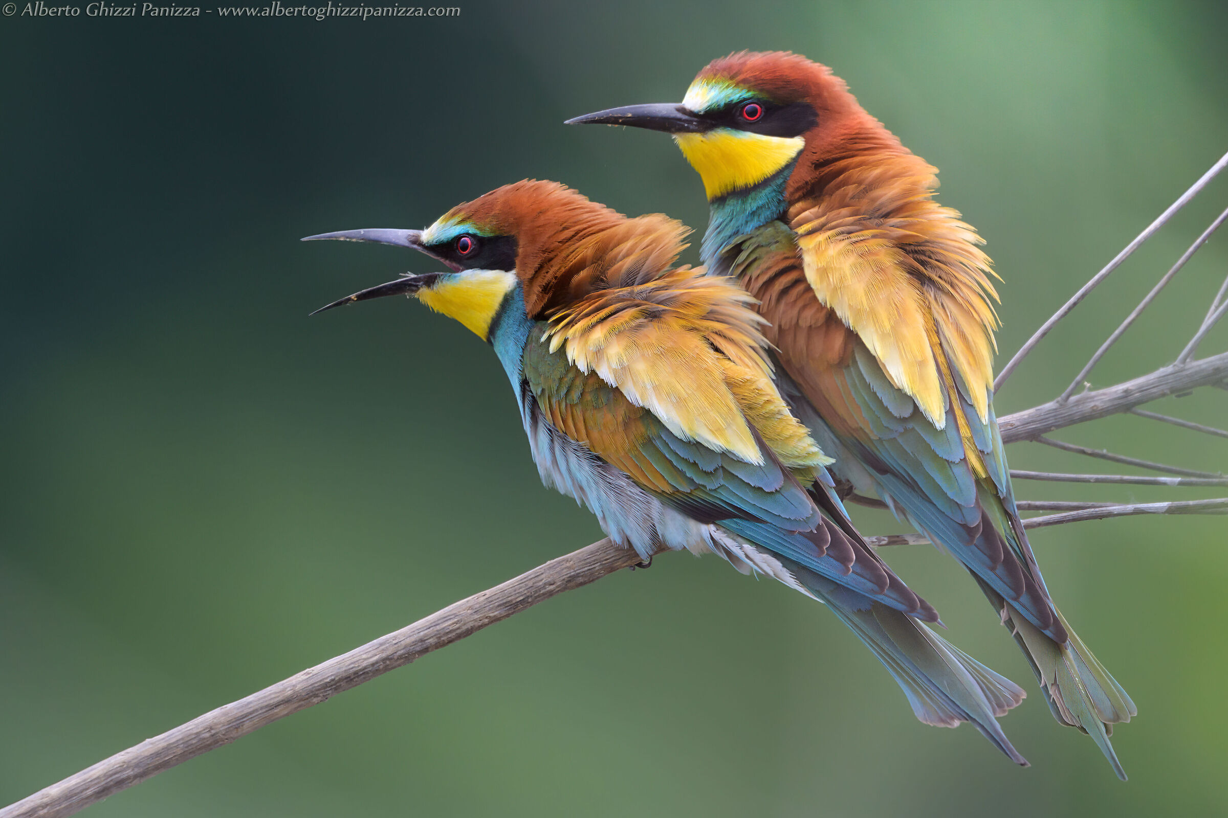 Prime prove con Nikkor Z 800mm f/6.3 VR S