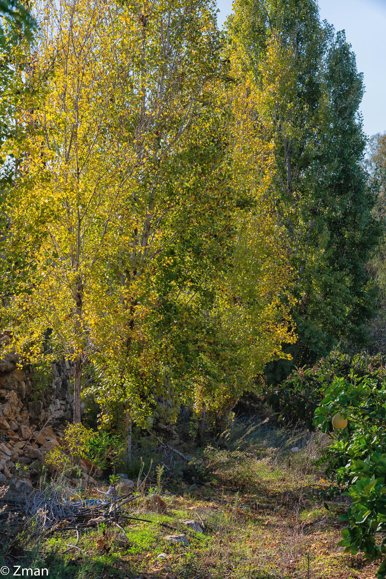 Southern Colors