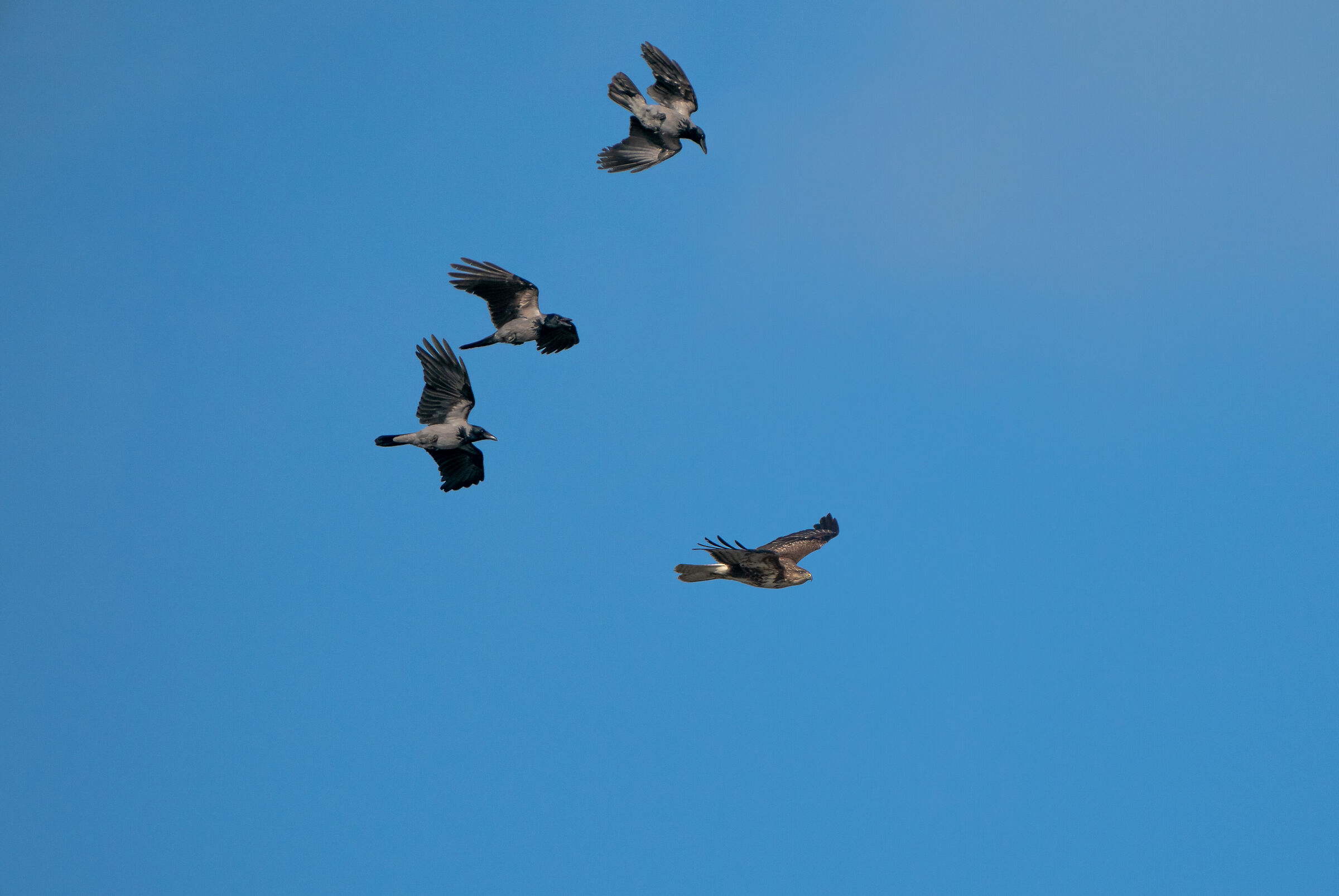 Corvus corone vs Buteo buteo