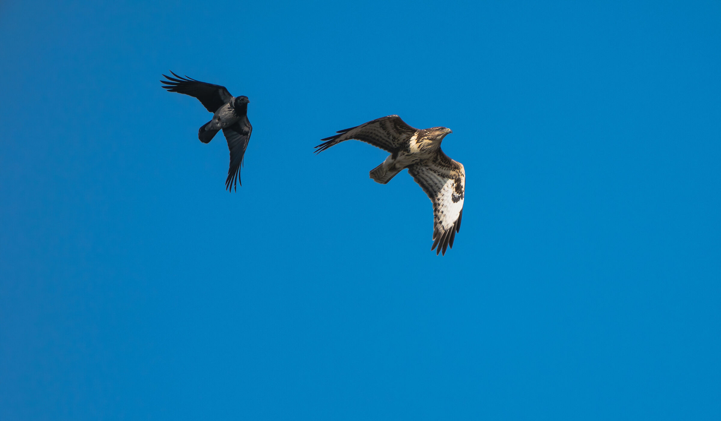 Corvus corone vs Buteo buteo