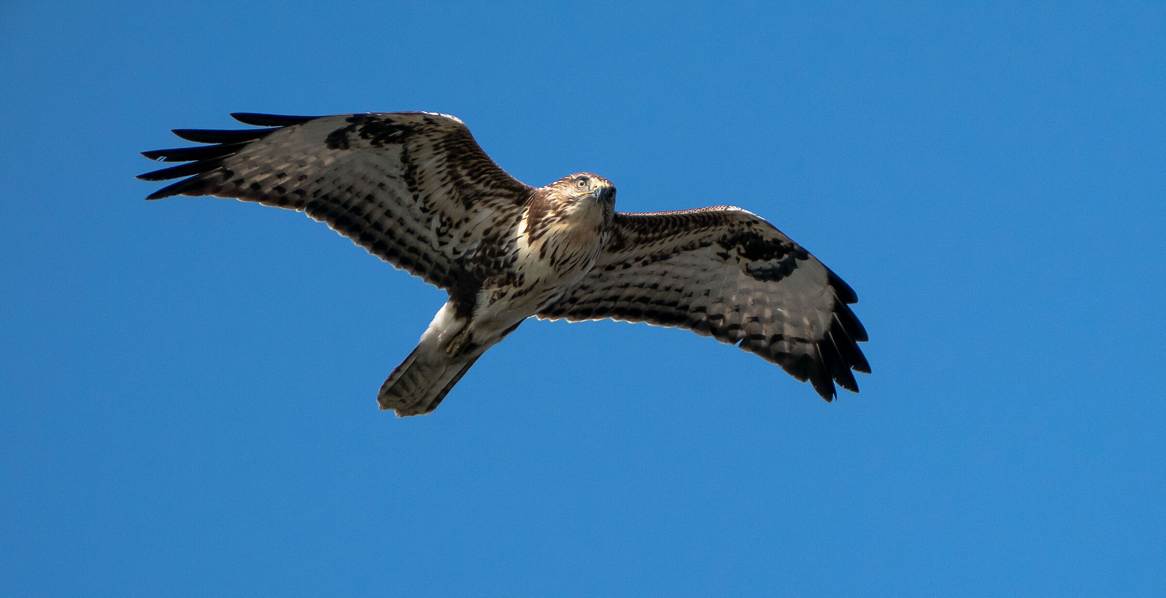 Buteo logopus (Poiana calzata)