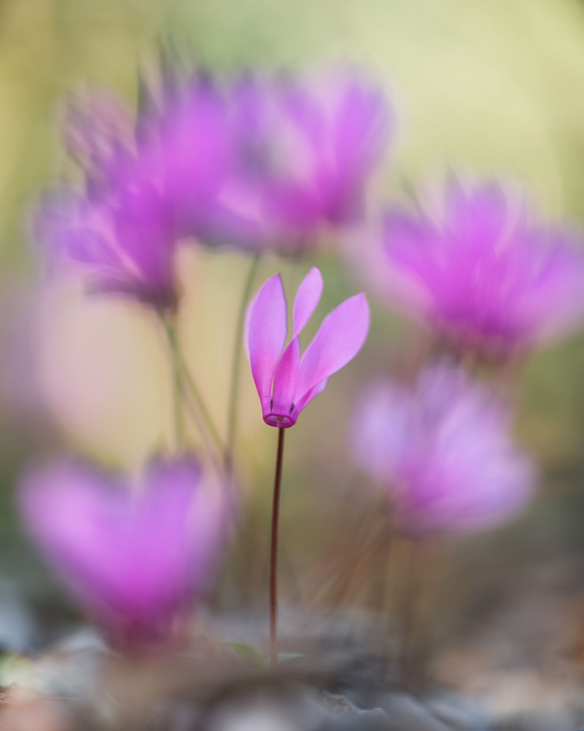 Ciclamino primaverile