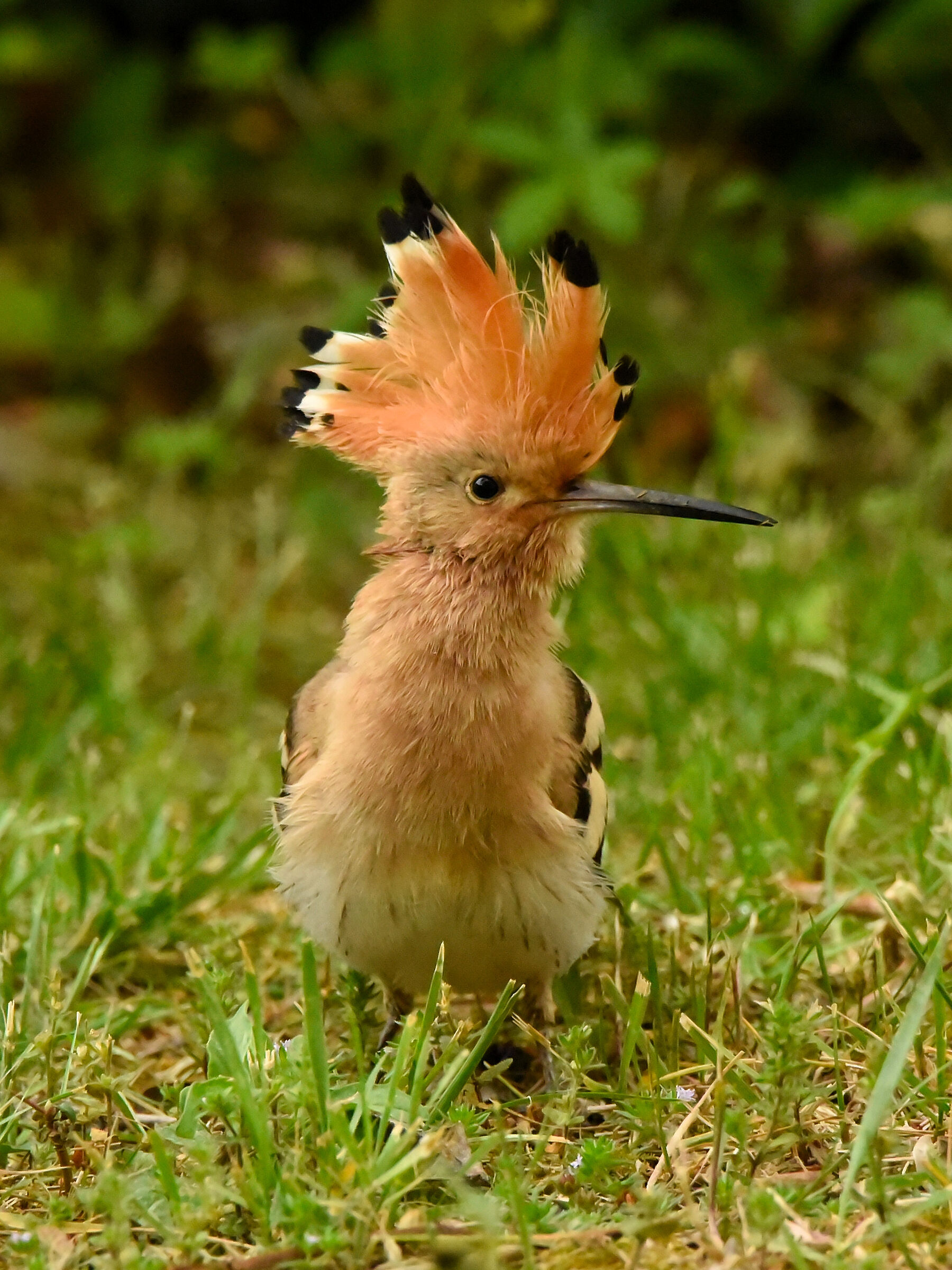 Hoopoe epops