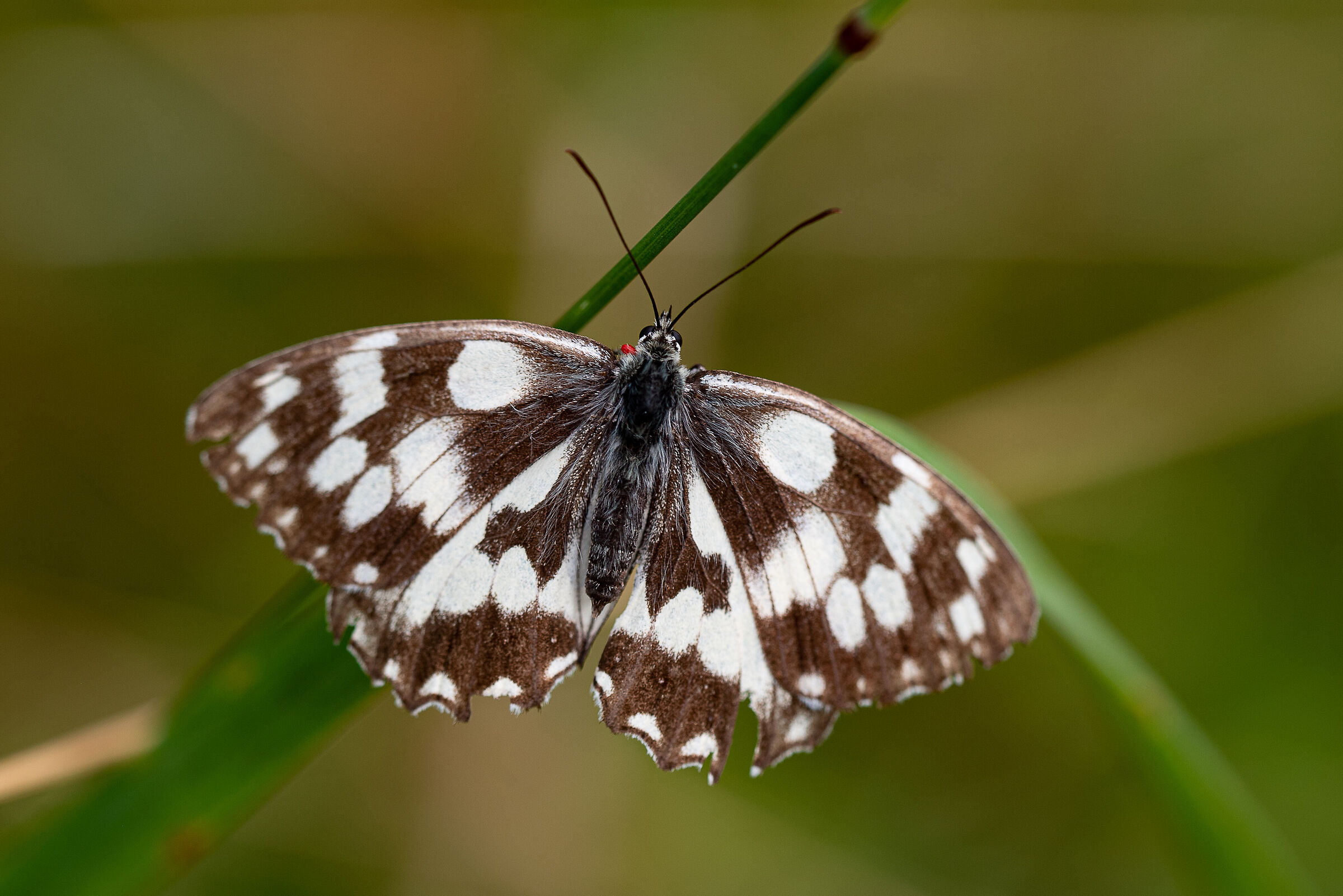 Melanargia galatea