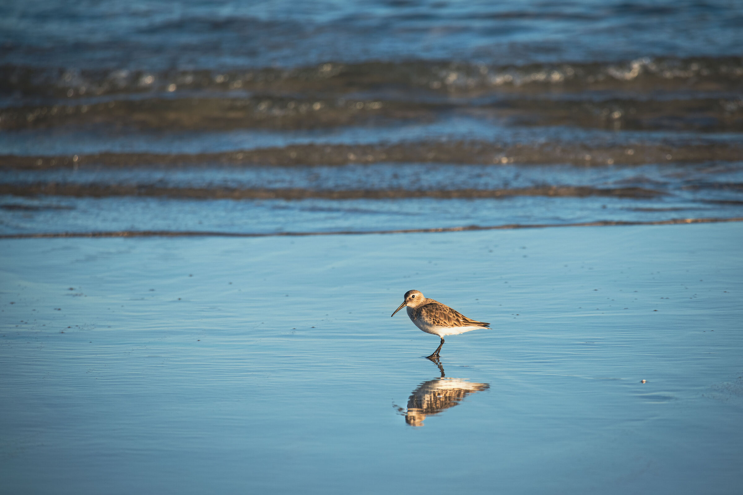 Dunlin