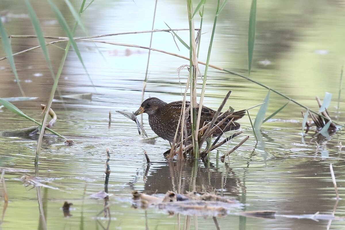 Voltolino with dragonfly