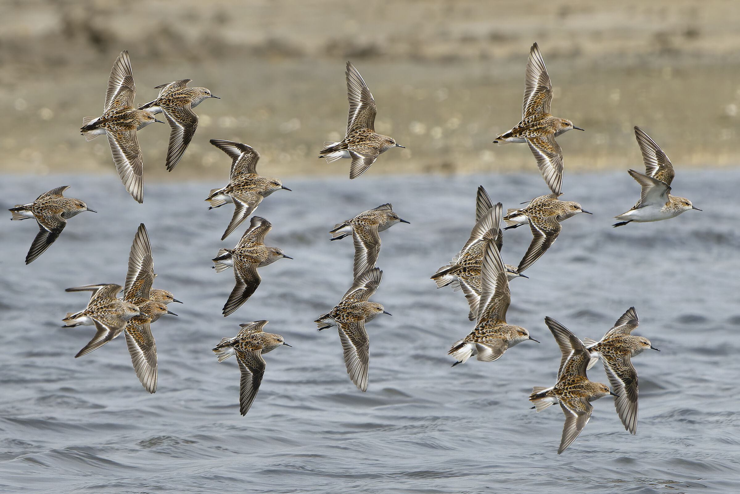 La migrazione dei gambecchi