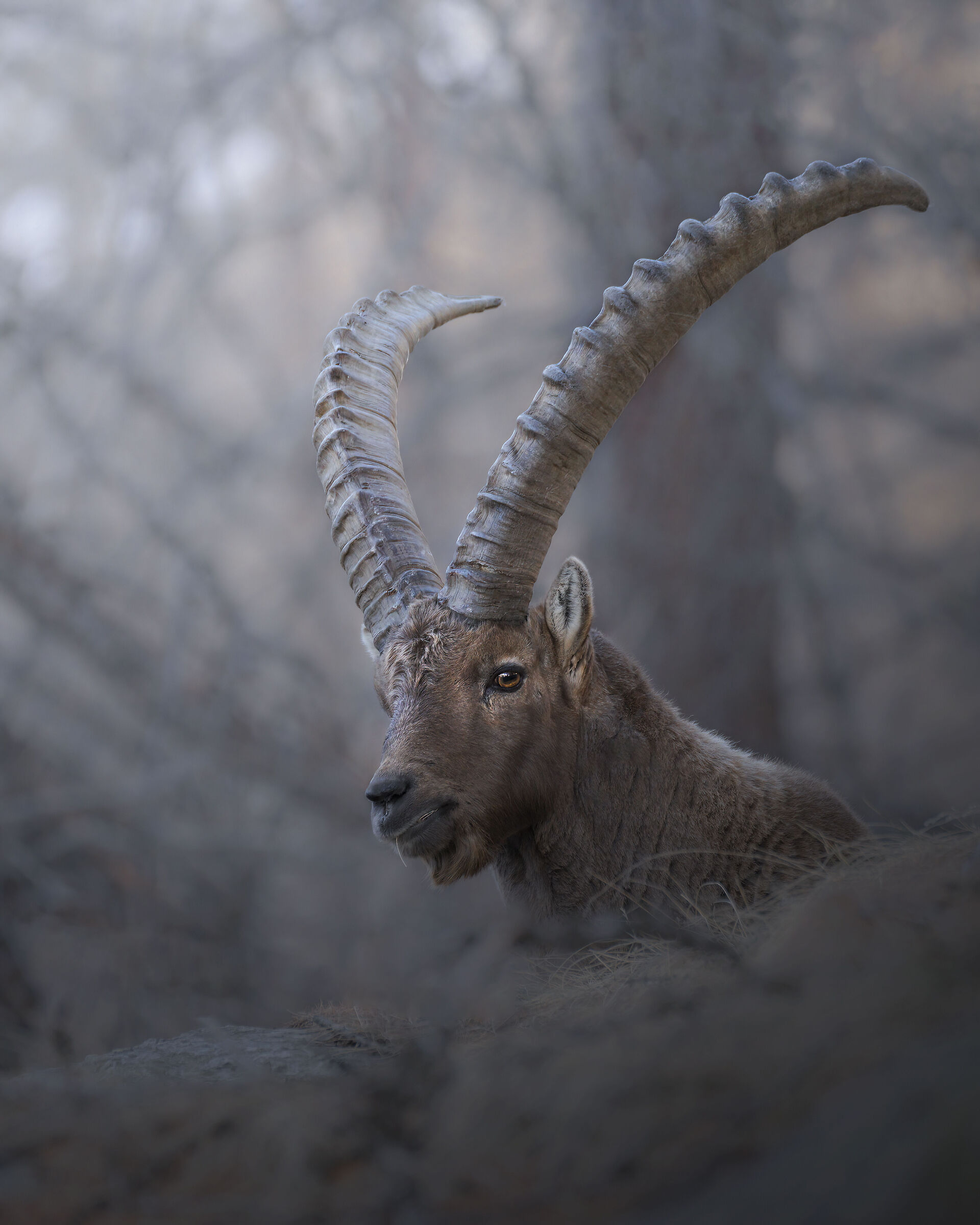 ibex