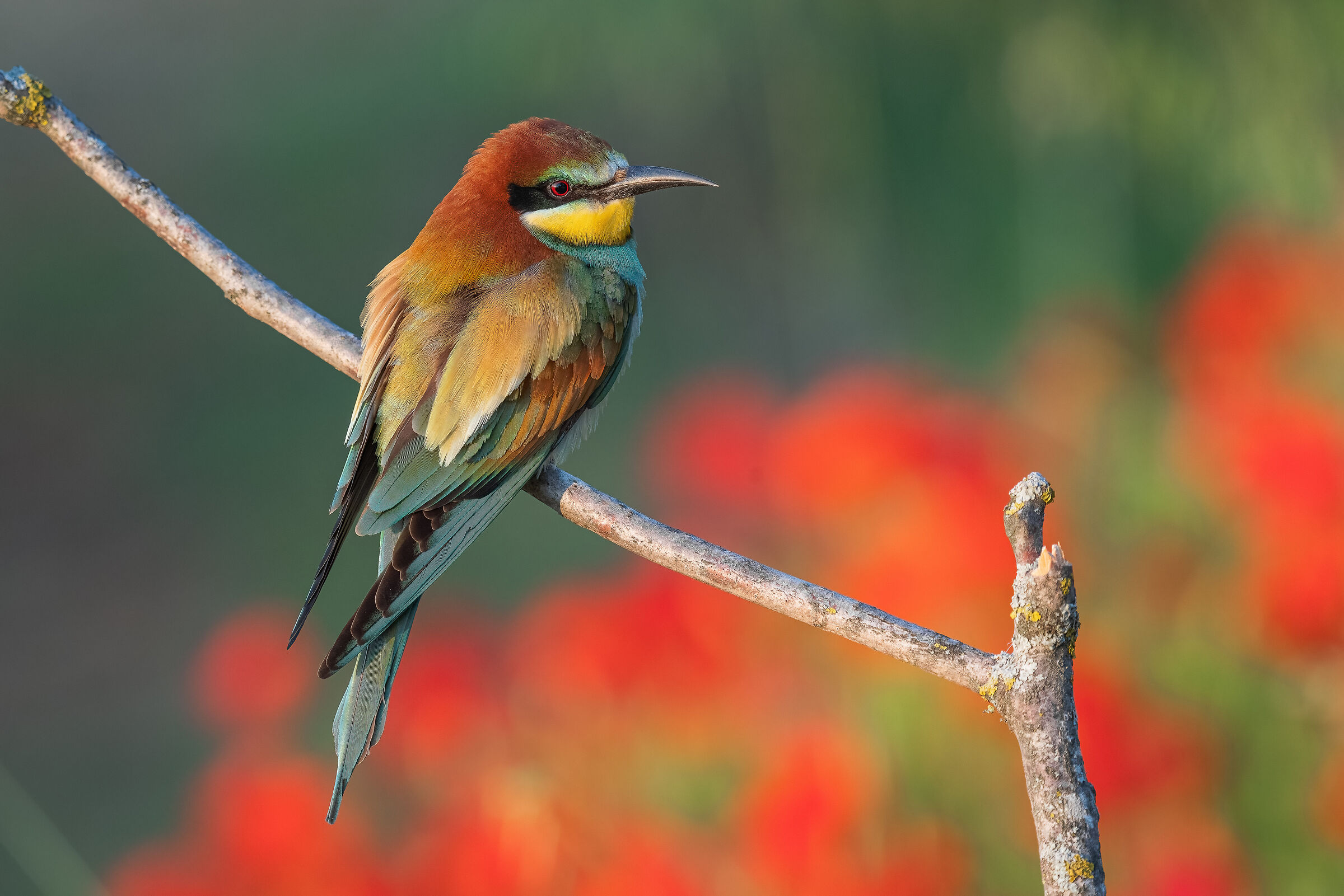 bee-eater