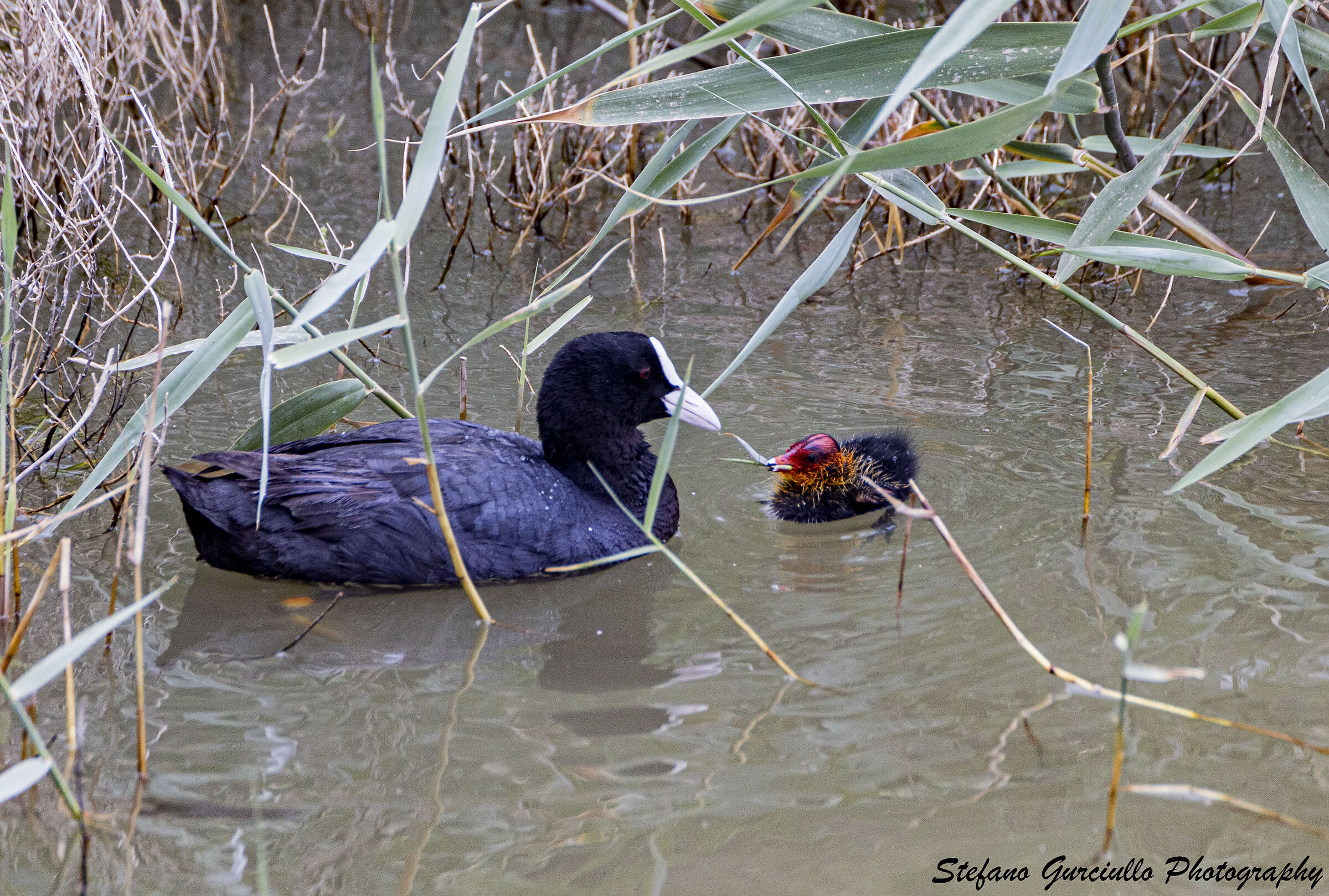 Coots
