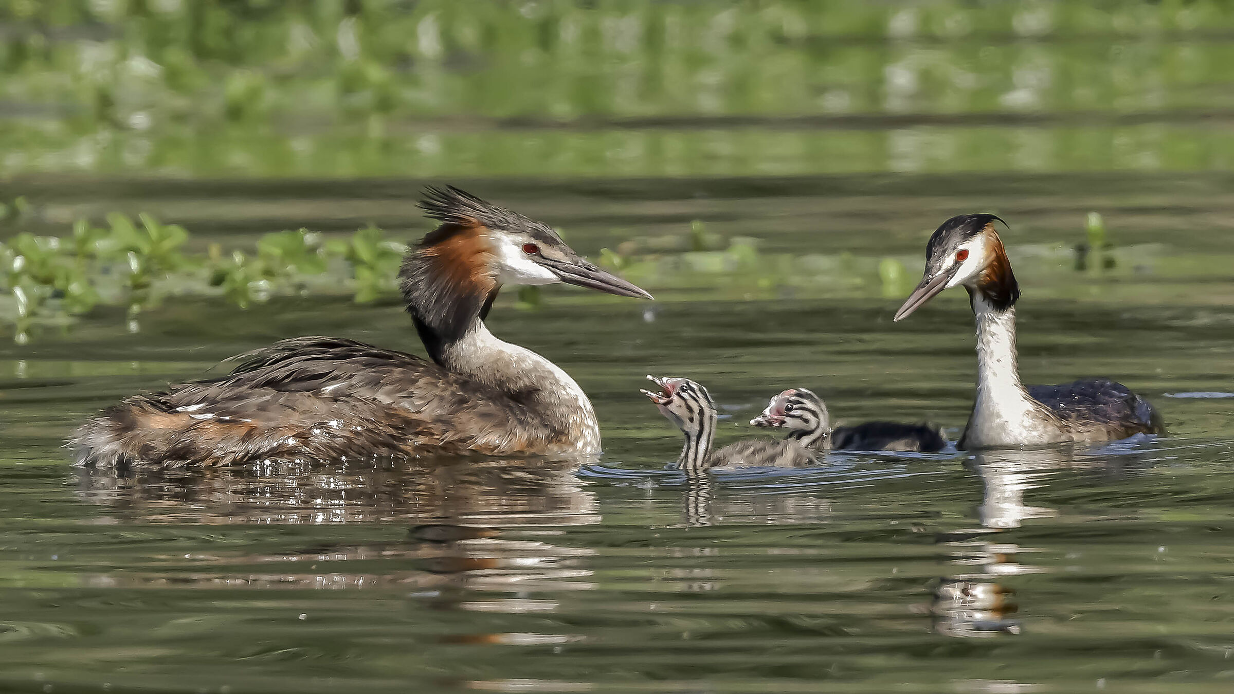 Family Svasso Maggiore !!