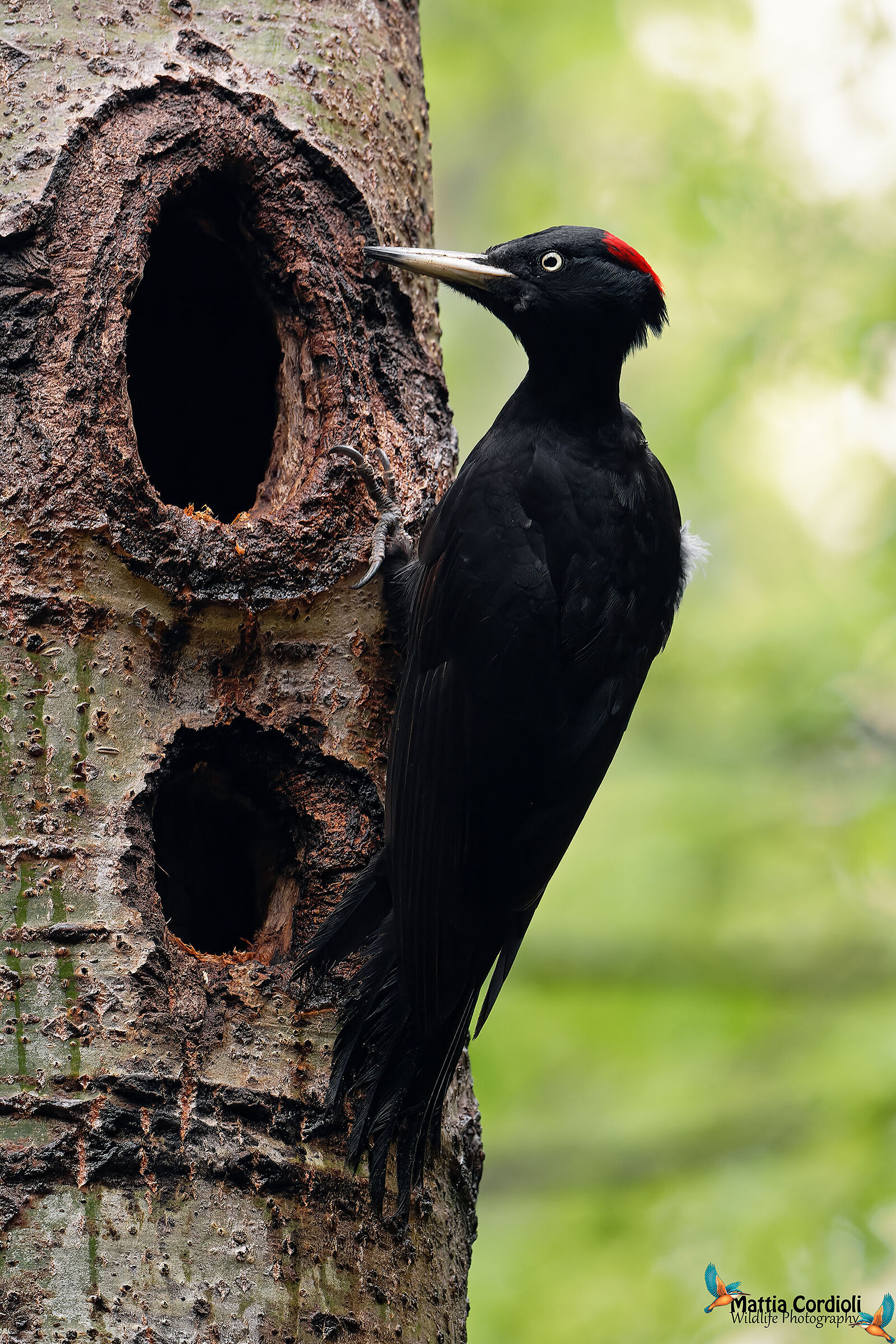 Picchio Nero femmina