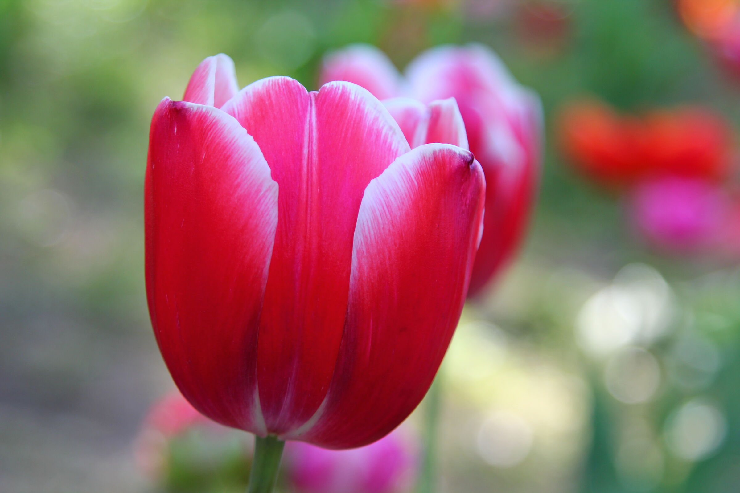 The Tulip