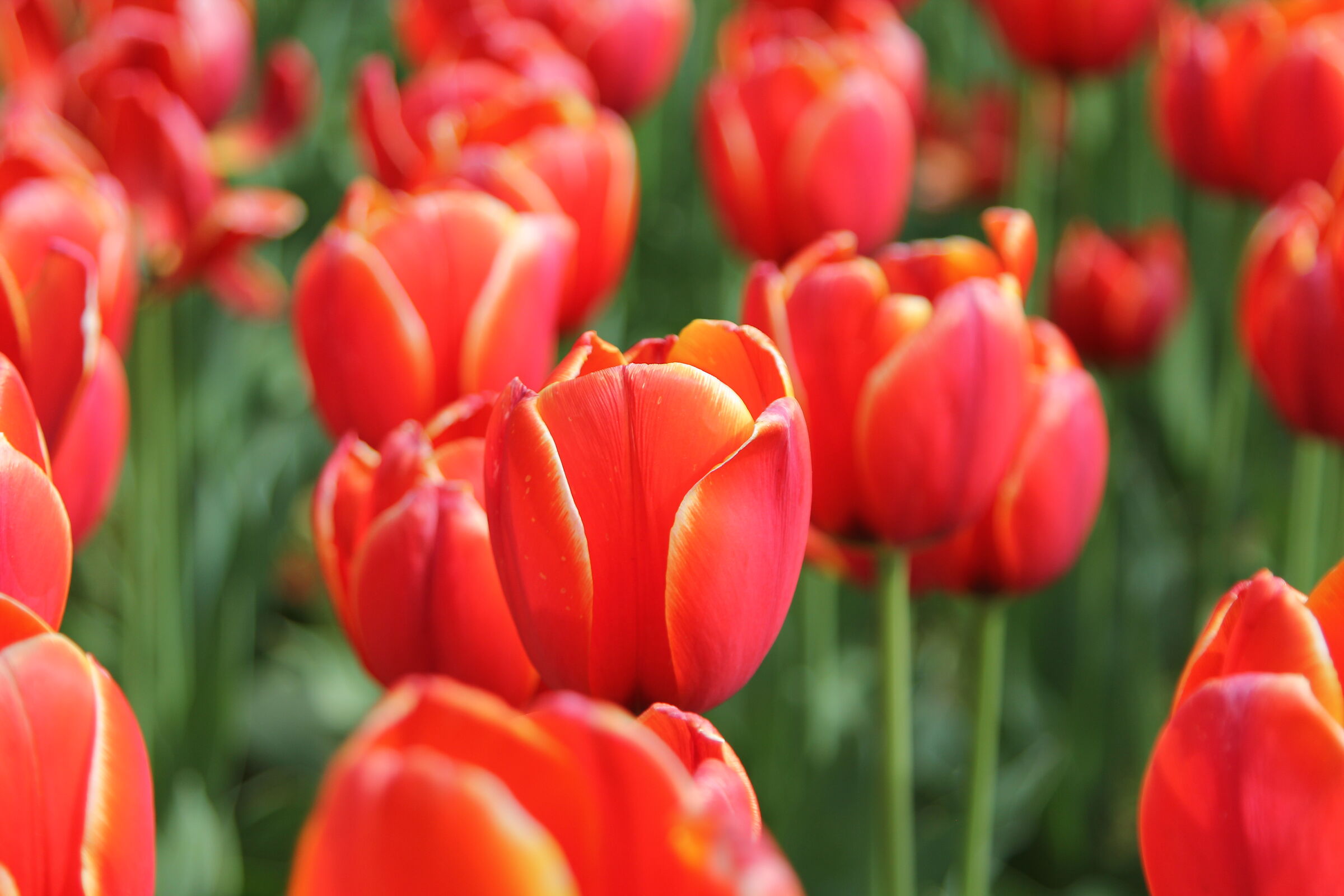Tulips