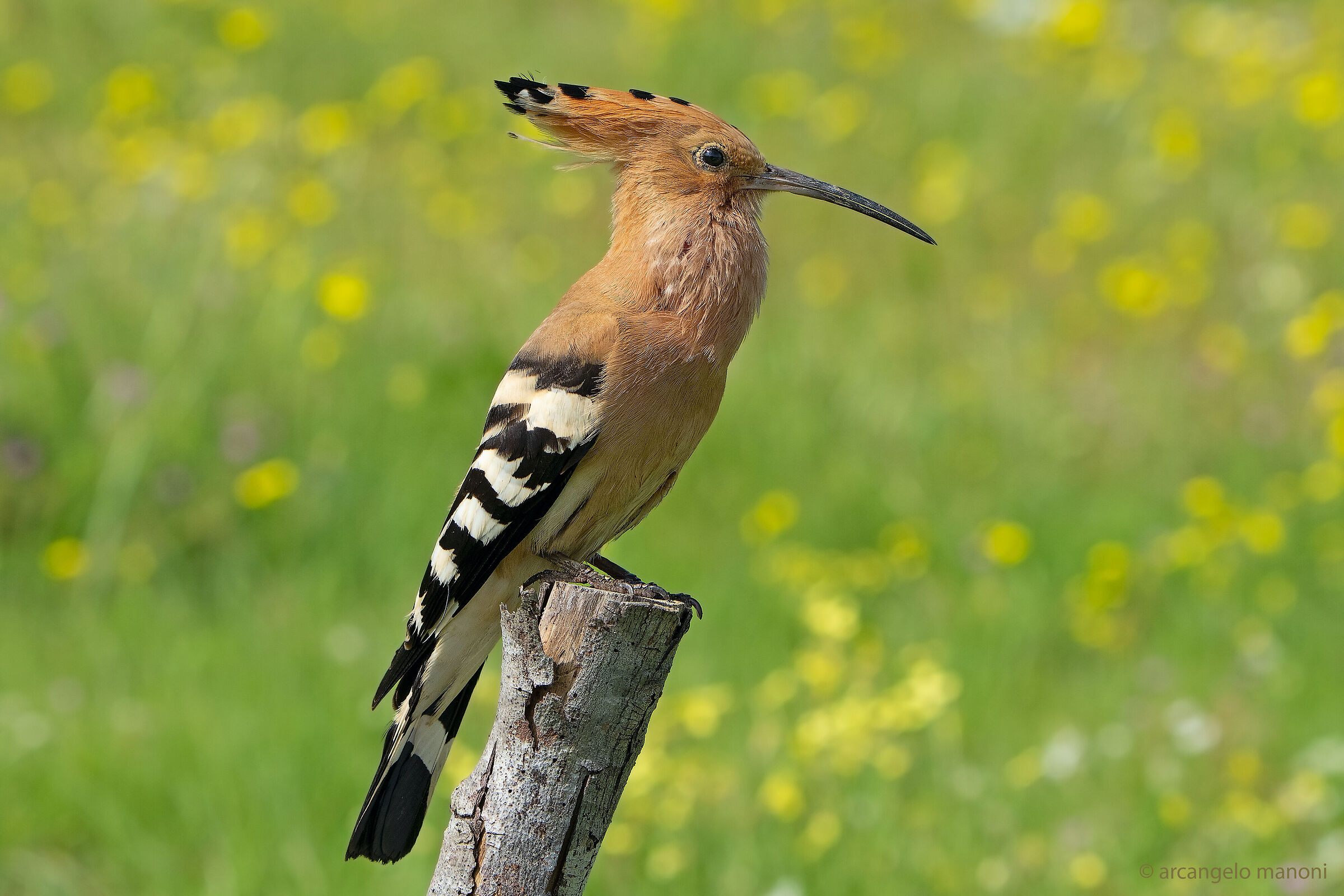 La primavera sai... è come il vento..... Upupa epops