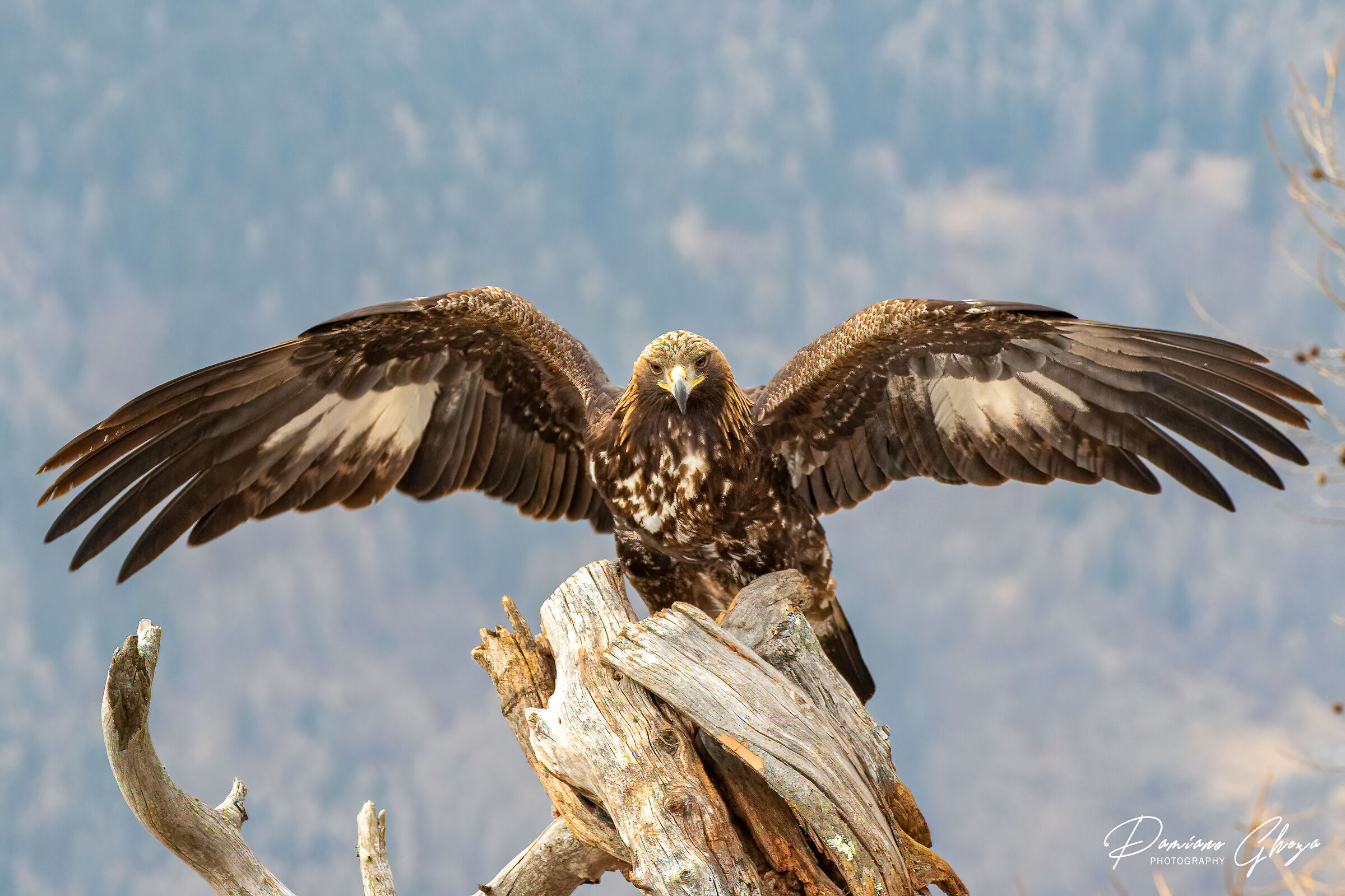 Aquila reale
