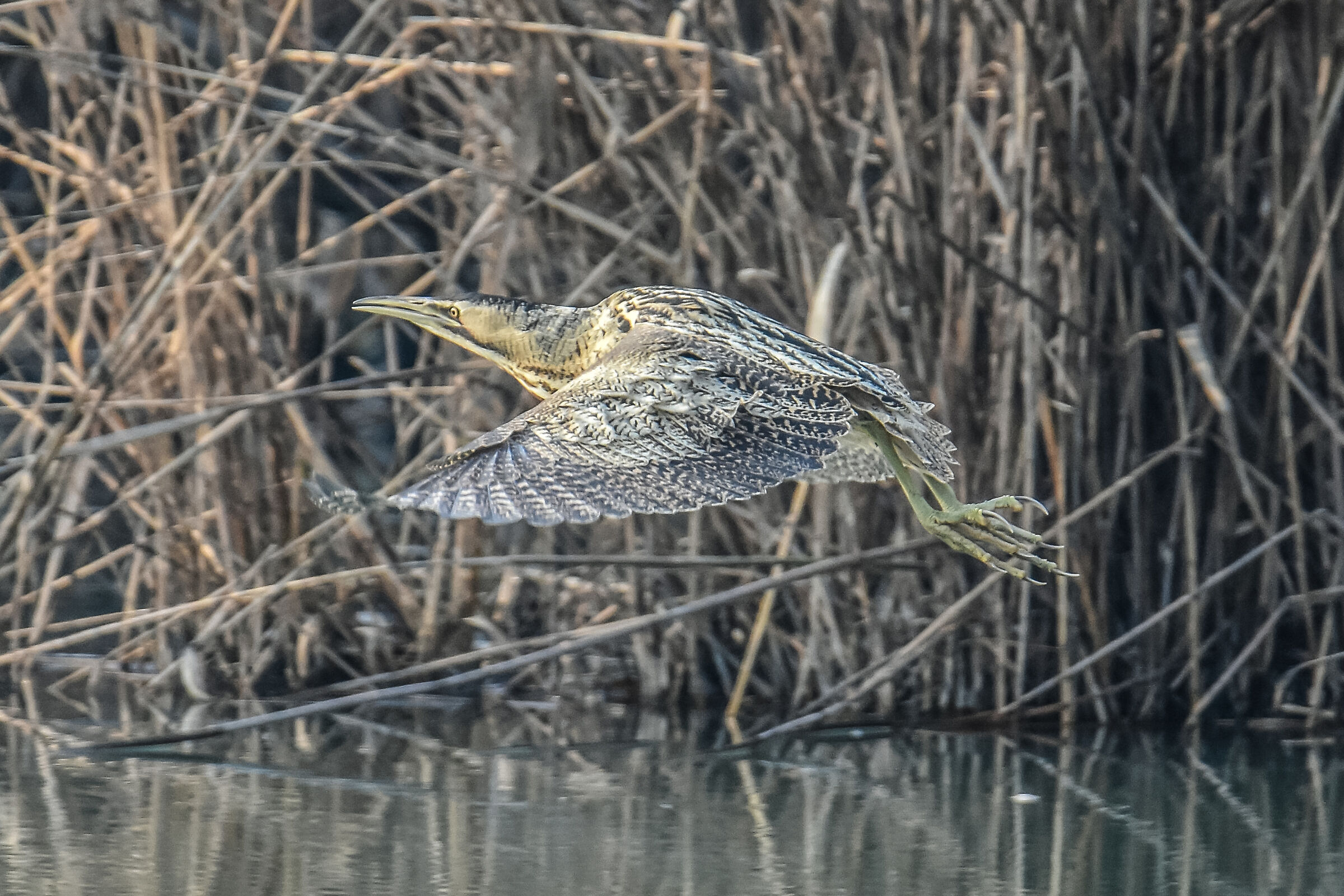 BITTERN