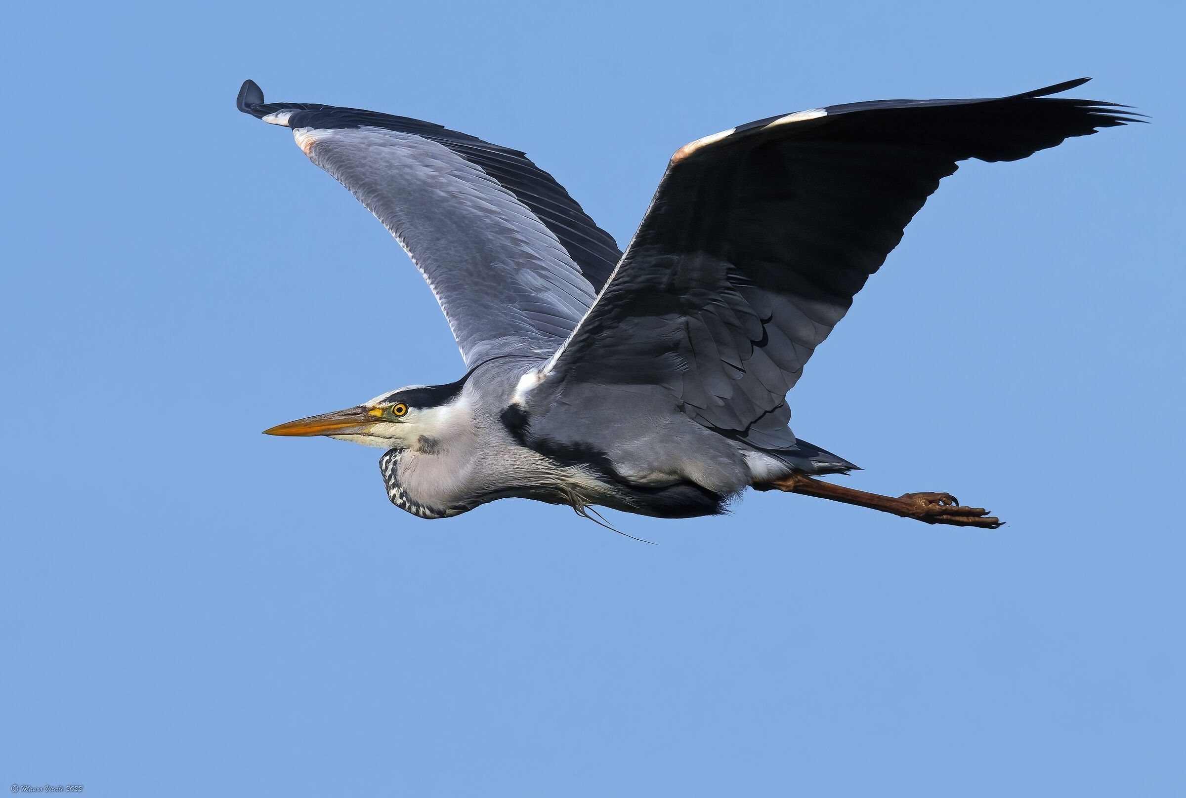 Grey Heron (Ardea Cinerea)