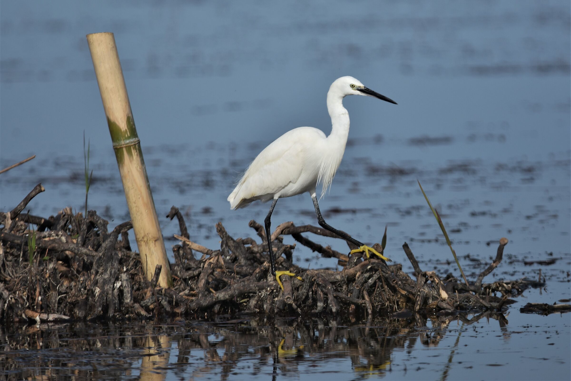 egret