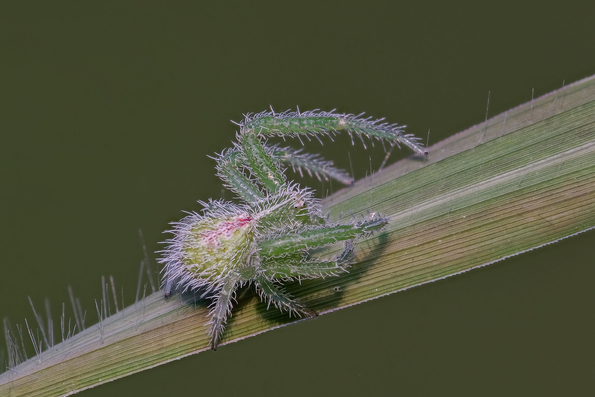 Heriaeus graminicola