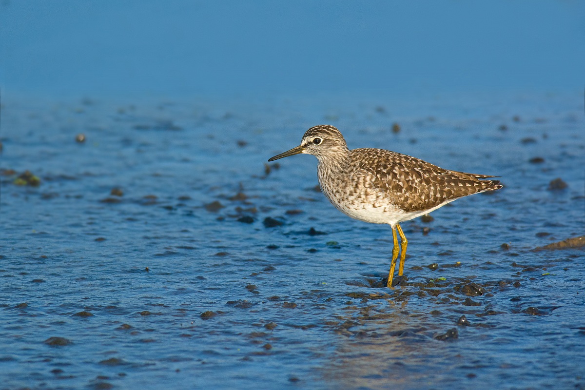 Piro piro boschereccio