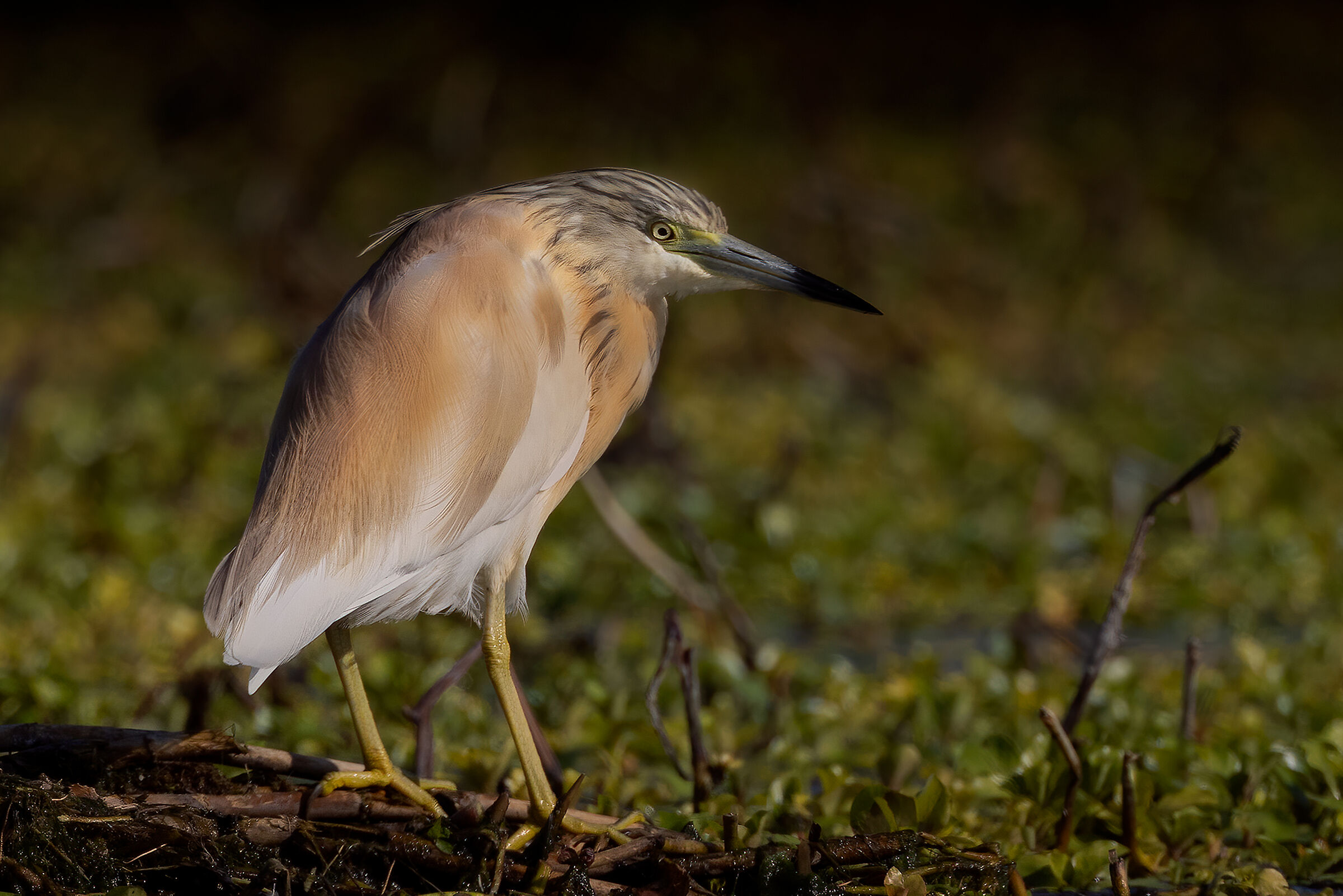 Incontri nel Parco del Mincio (mn)