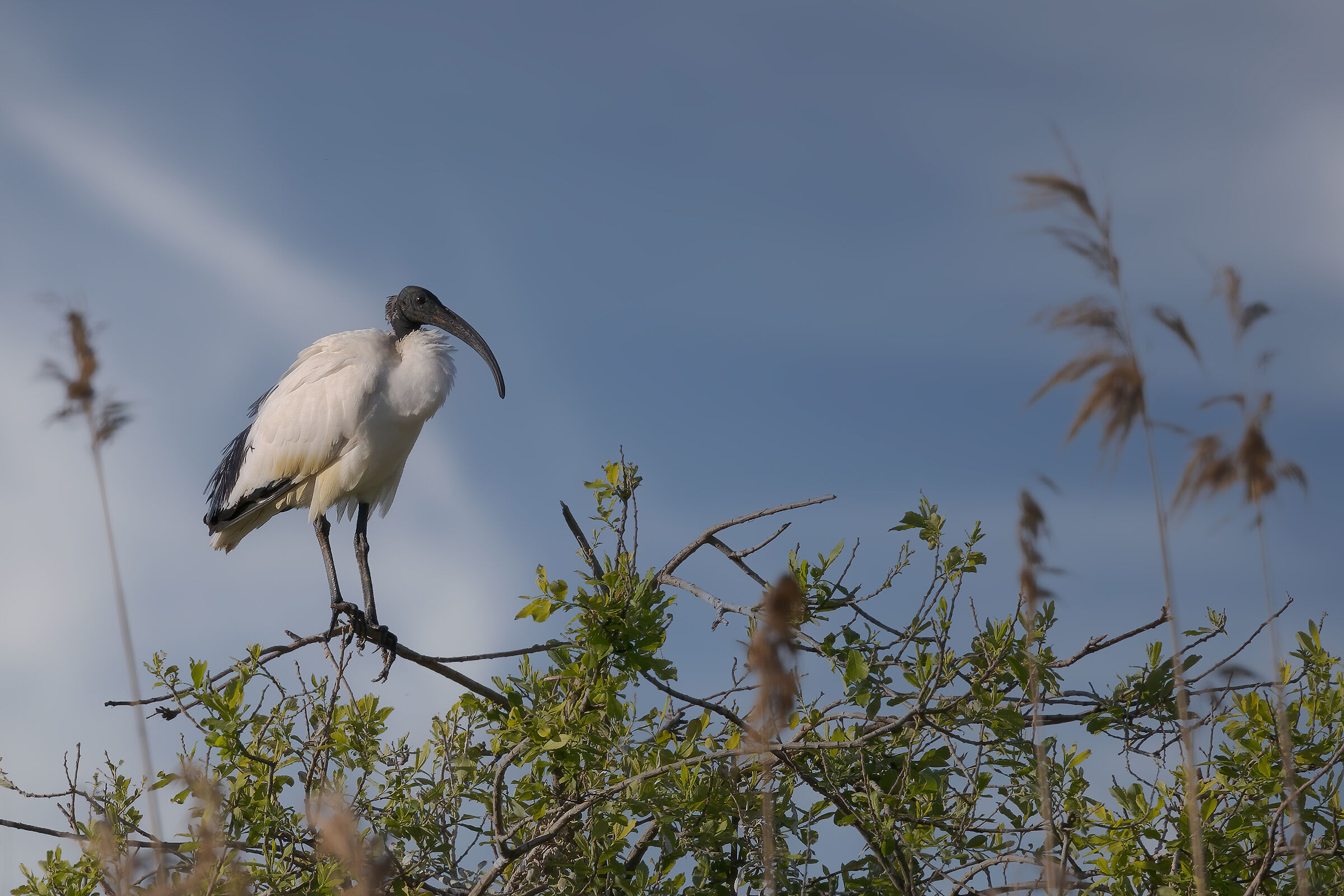 Incontri nel Parco del Mincio (mn)