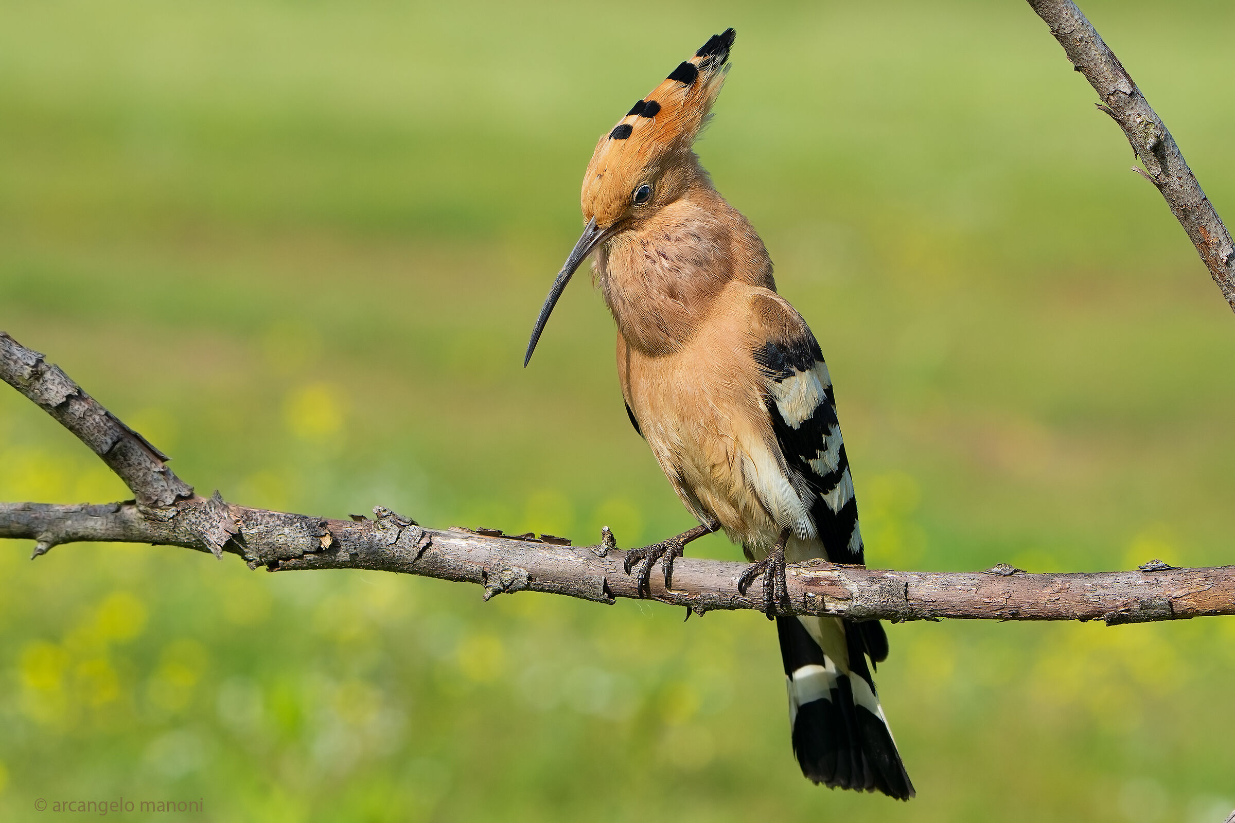 Upupa a stomaco pieno