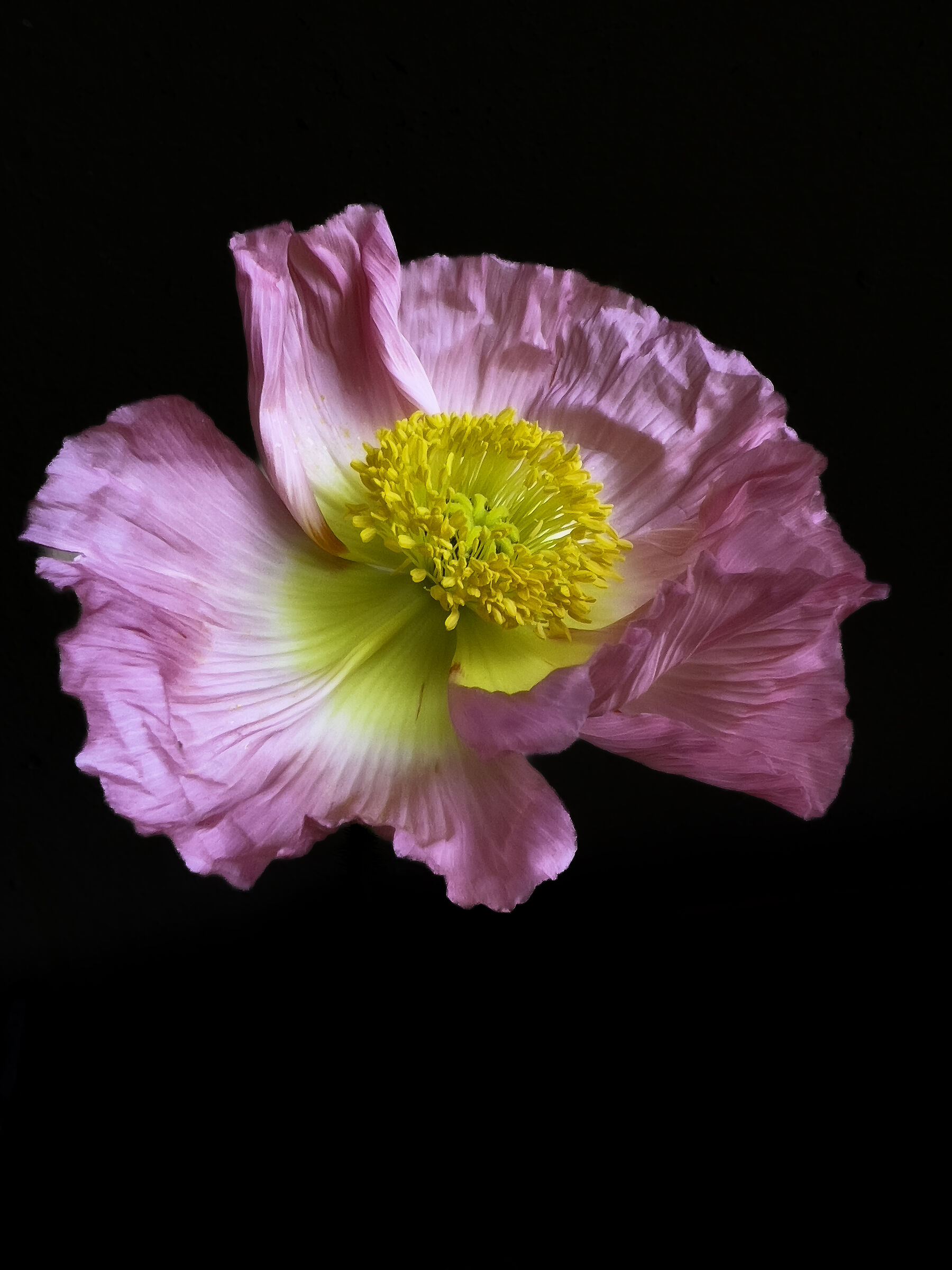 Icelandic poppy