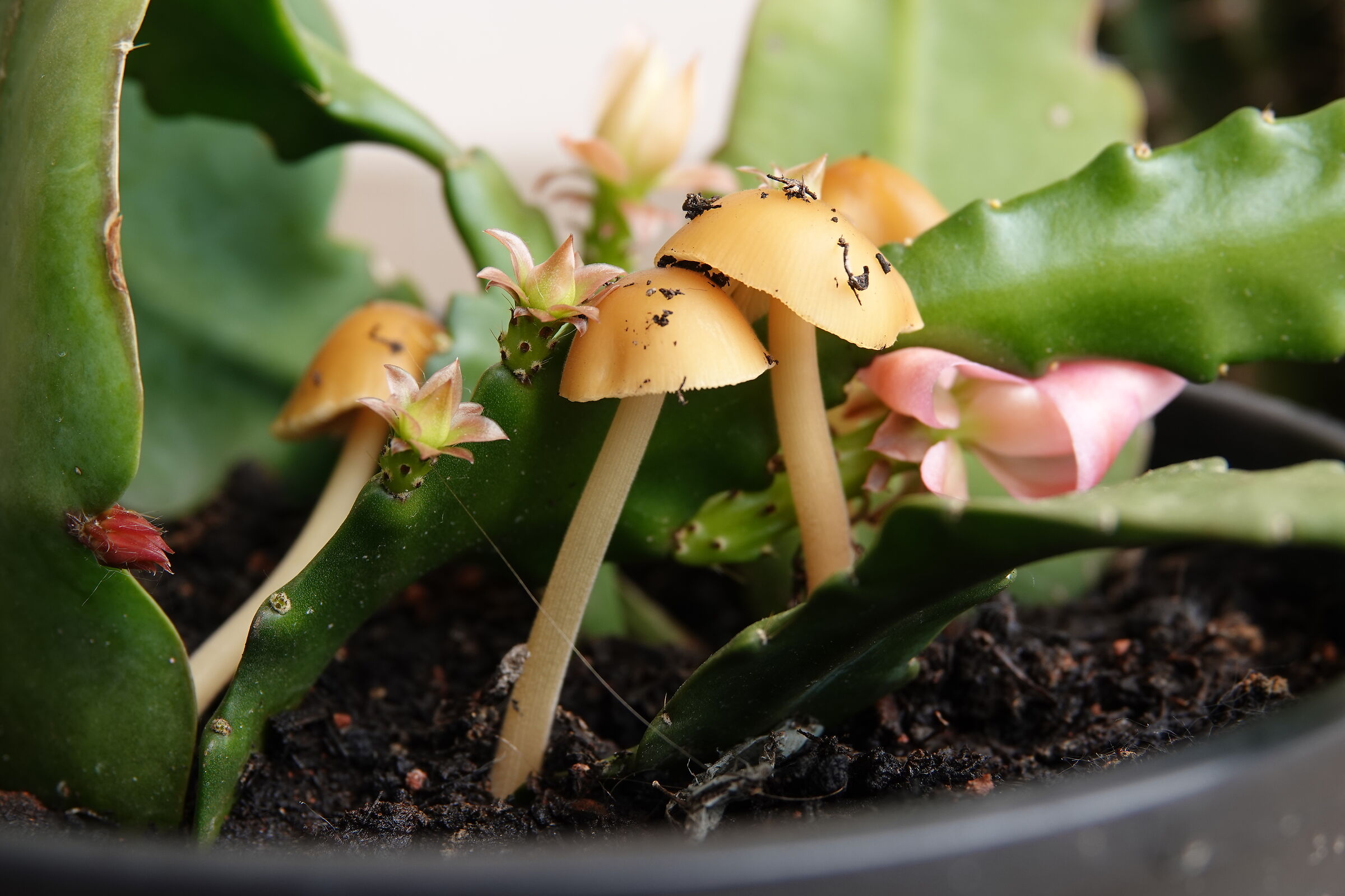Balcony mushrooms