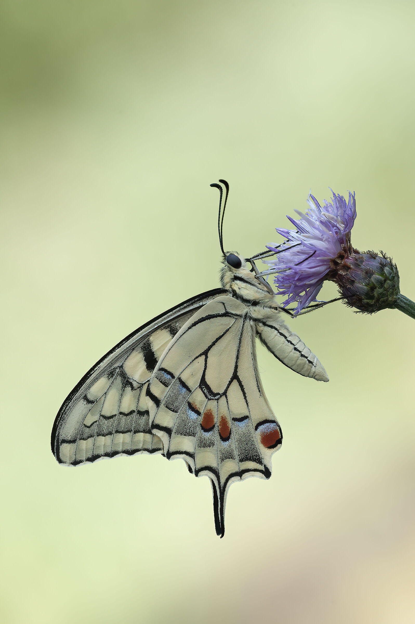 Papilio machaon