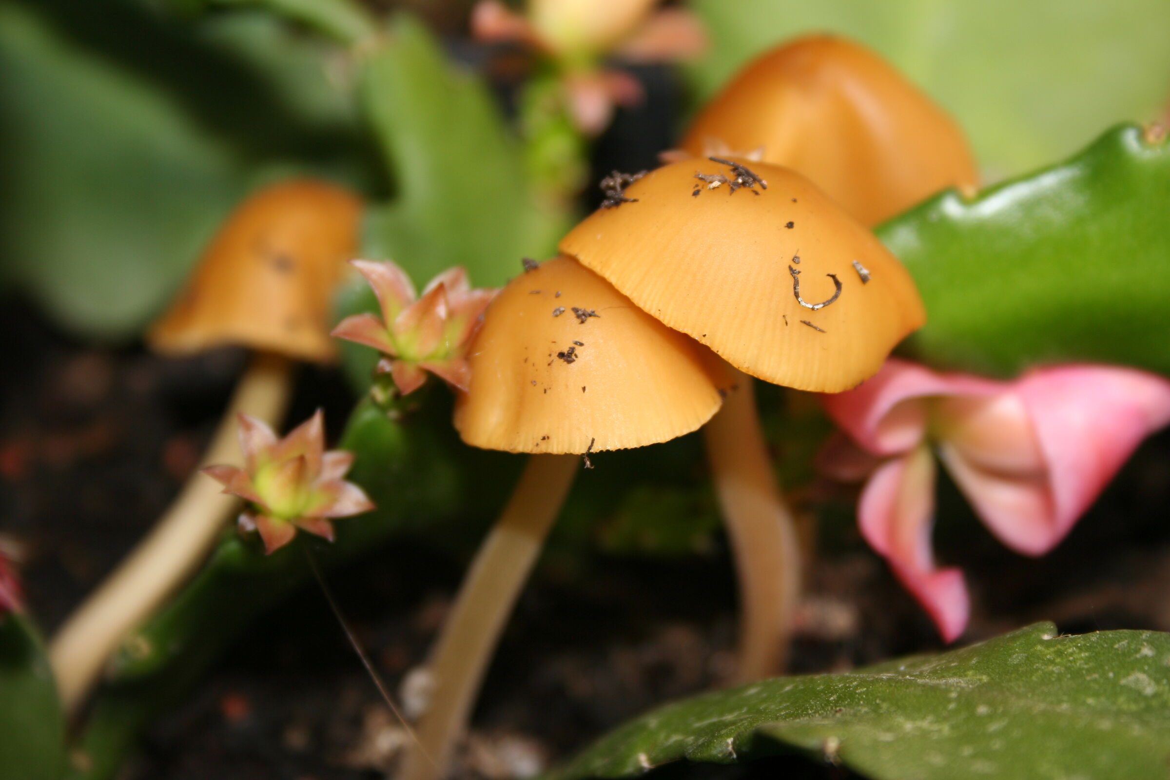 Funghetti da balcone