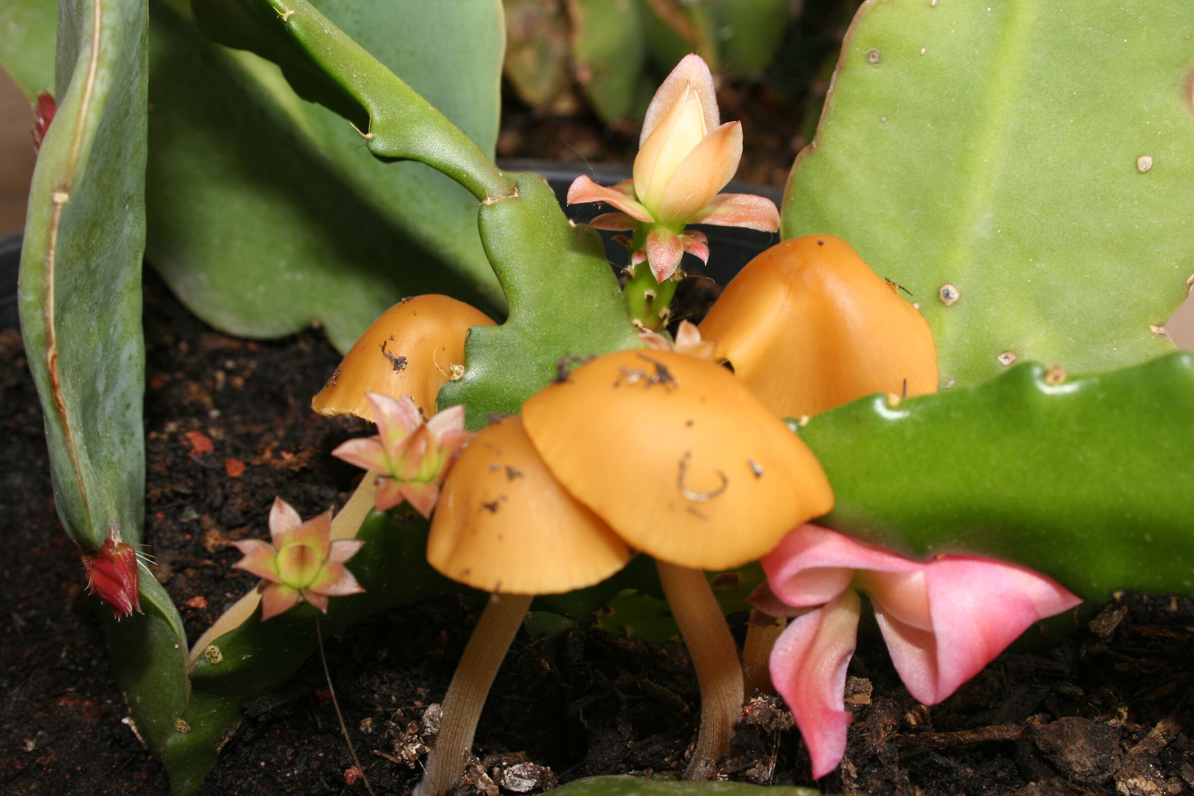 Funghetti da balcone