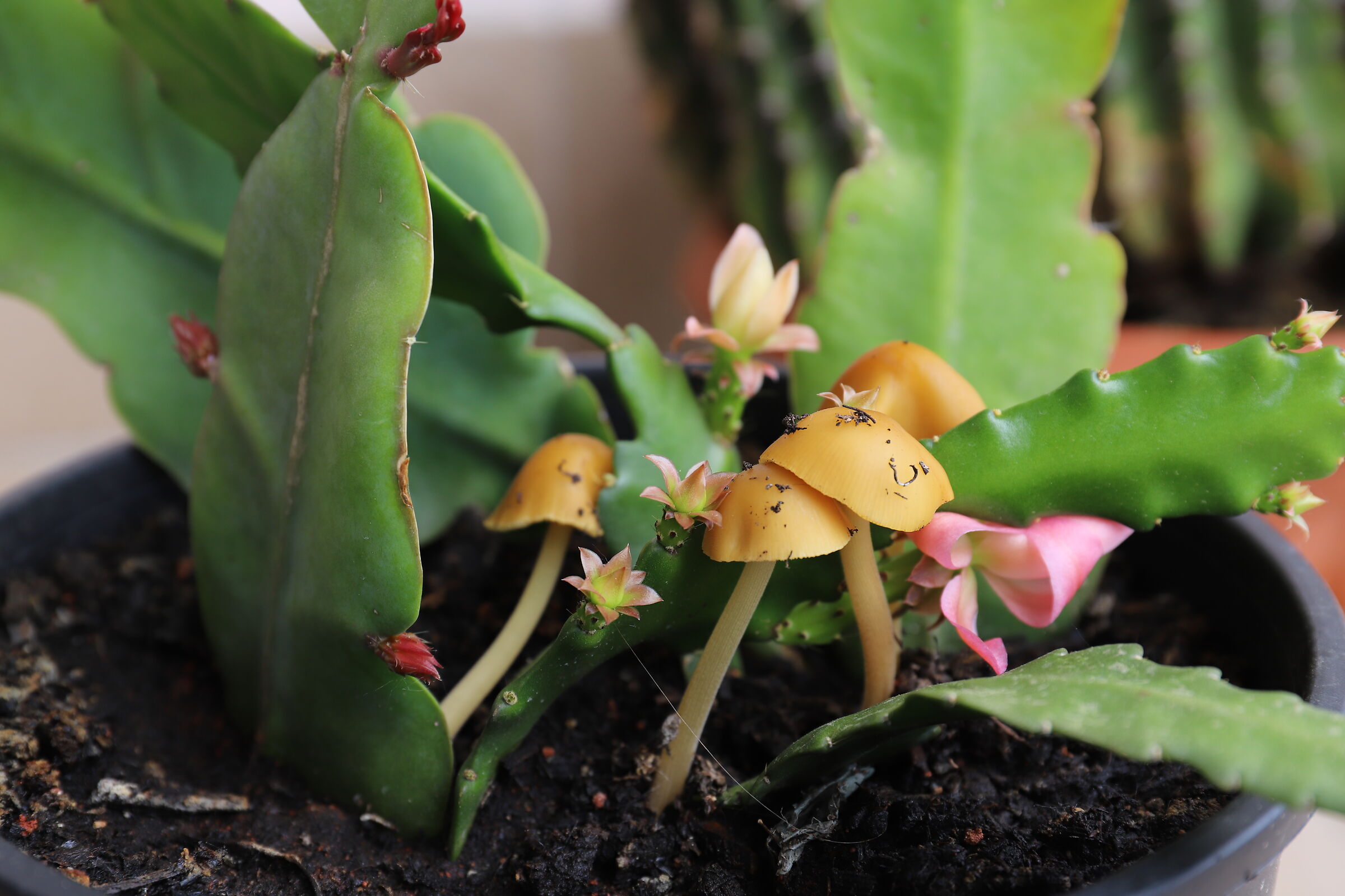 Balcony mushrooms