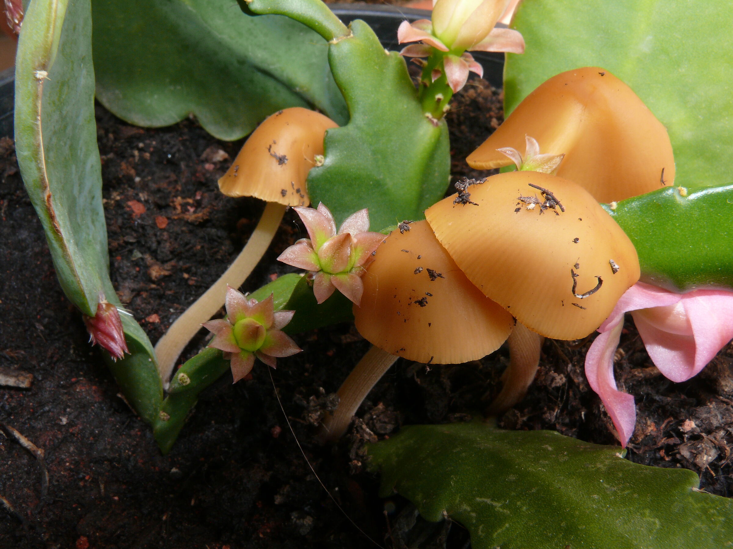 Balcony mushrooms
