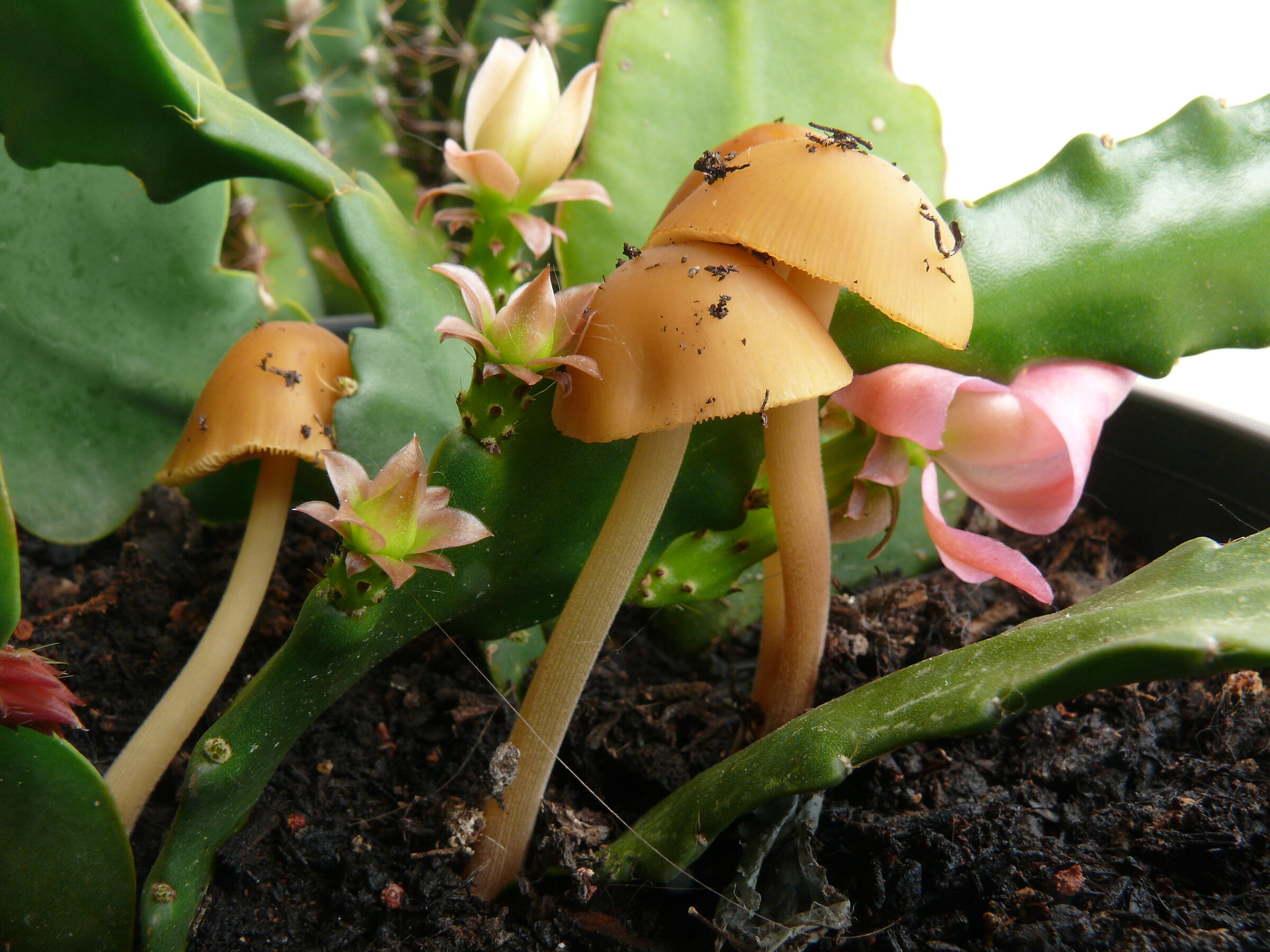 Balcony mushrooms