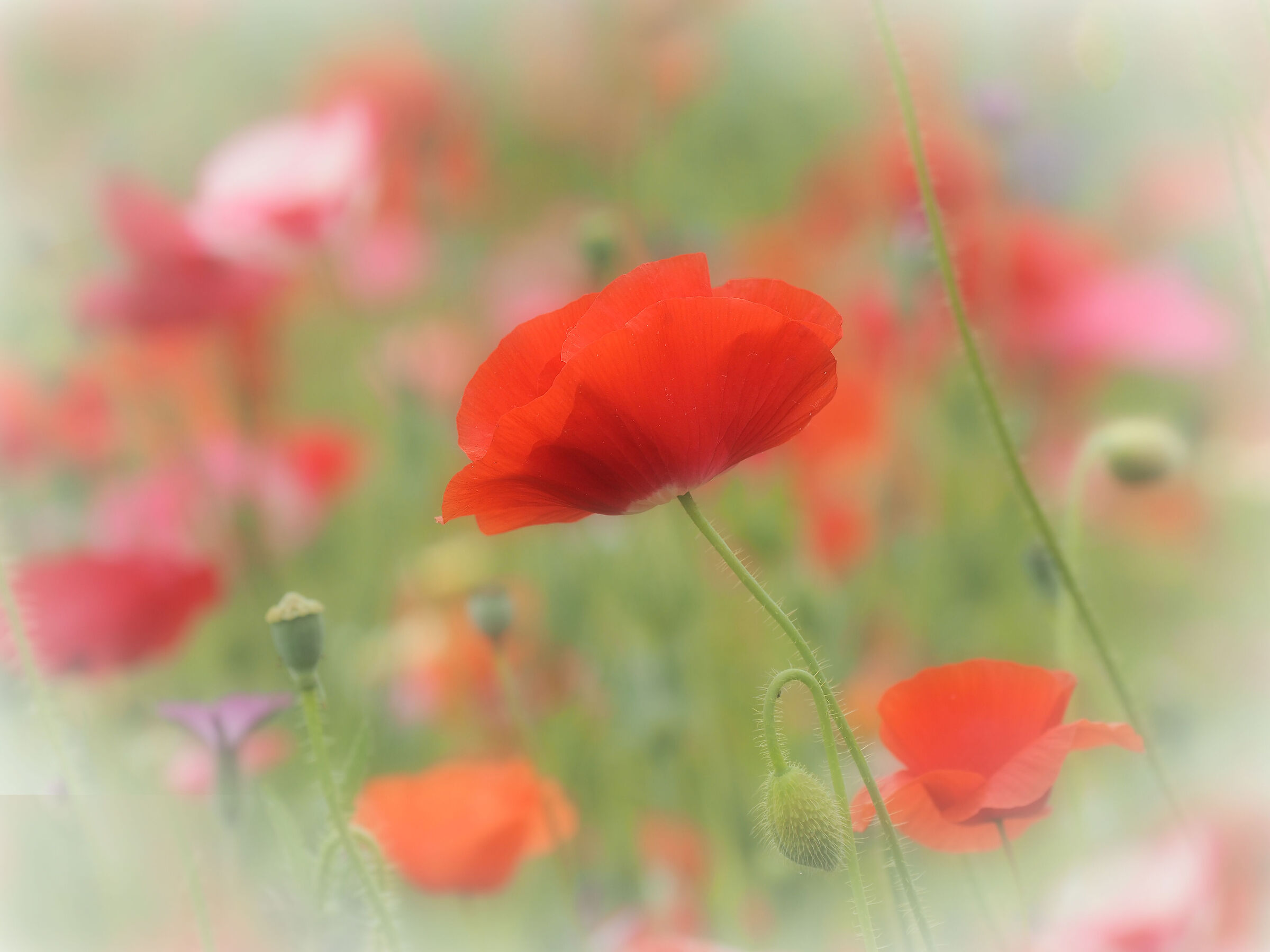 ne rimarrà solo uno