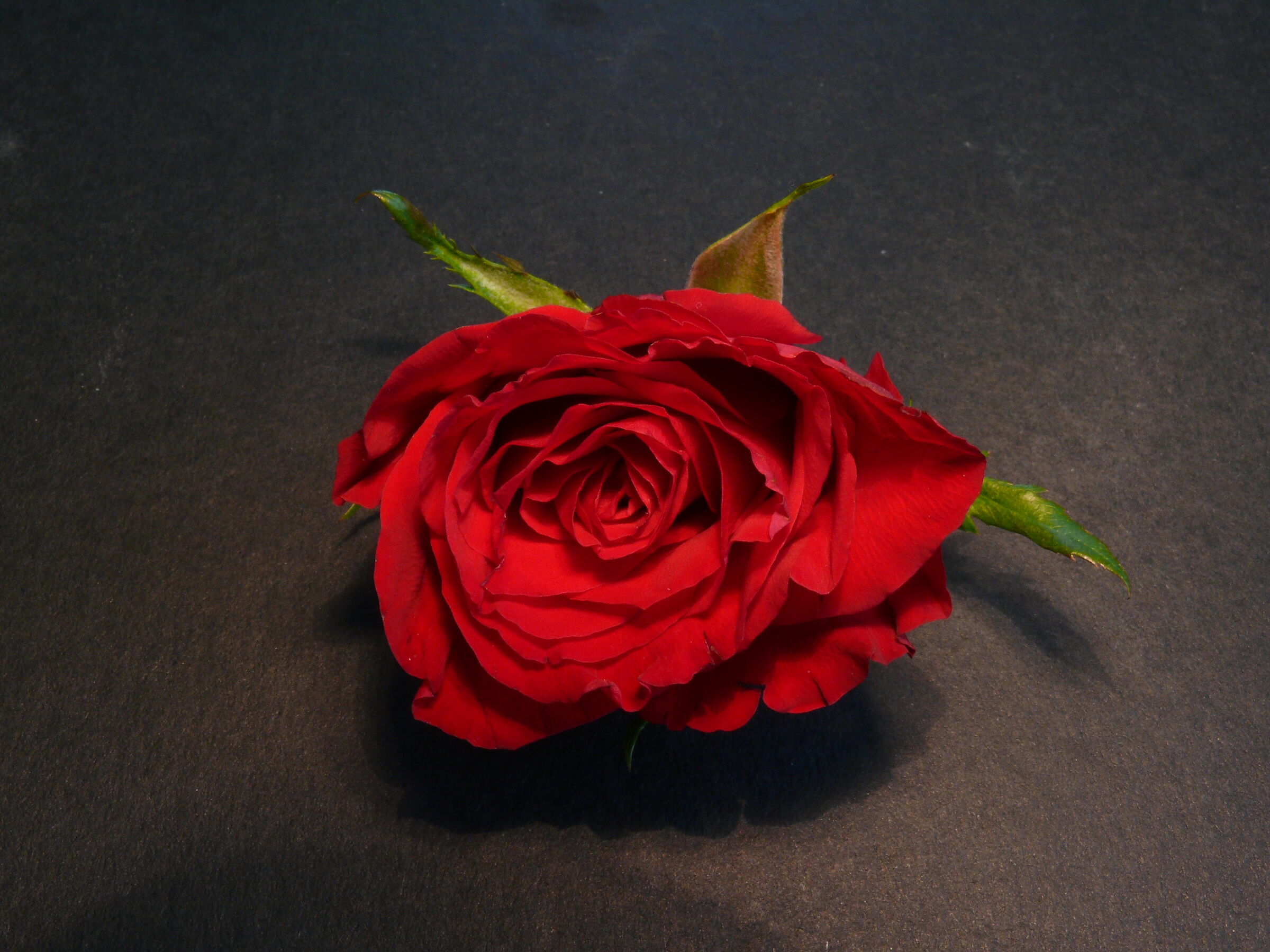 Red rose
