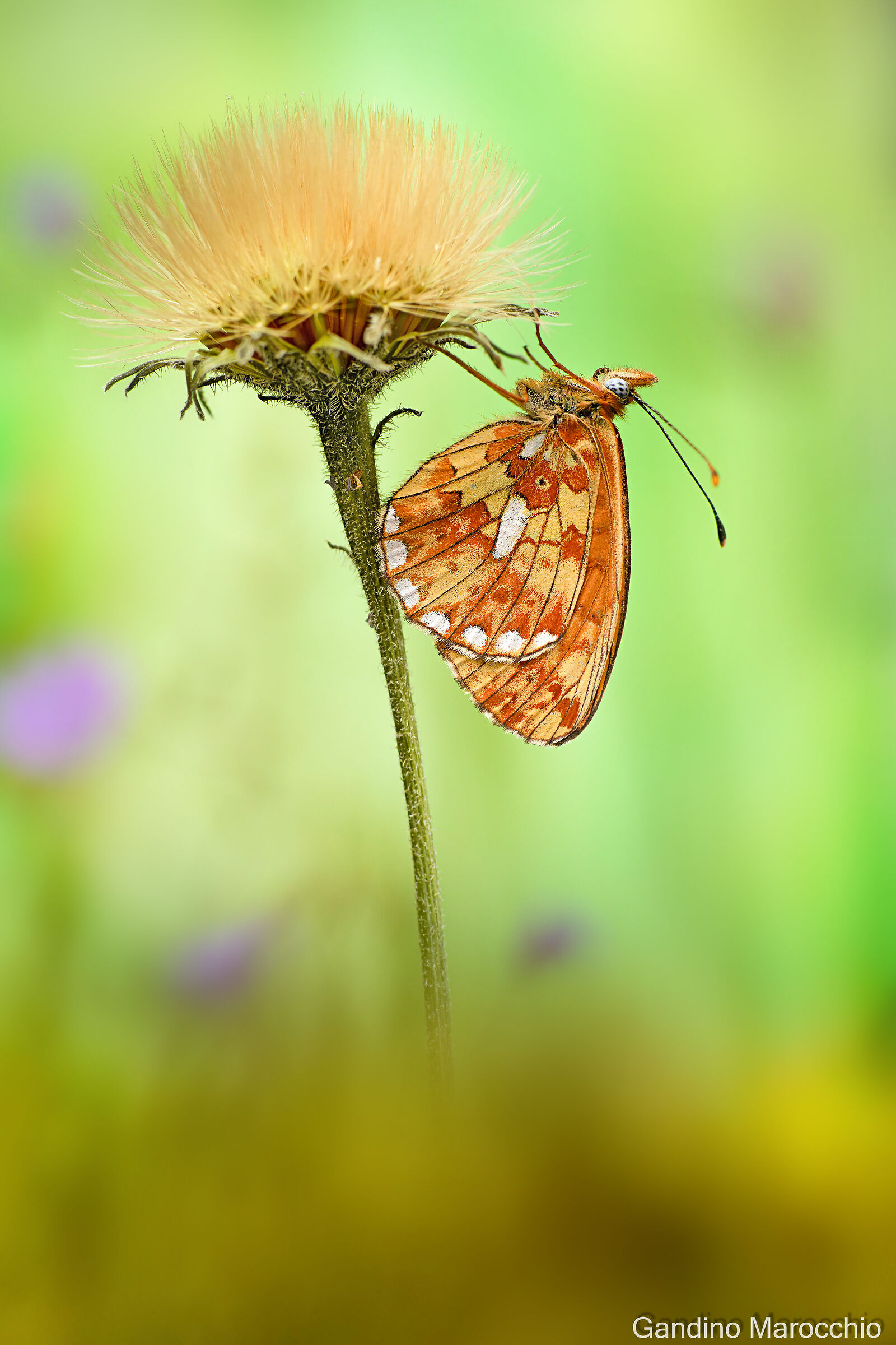 Boloria Euphrosyne